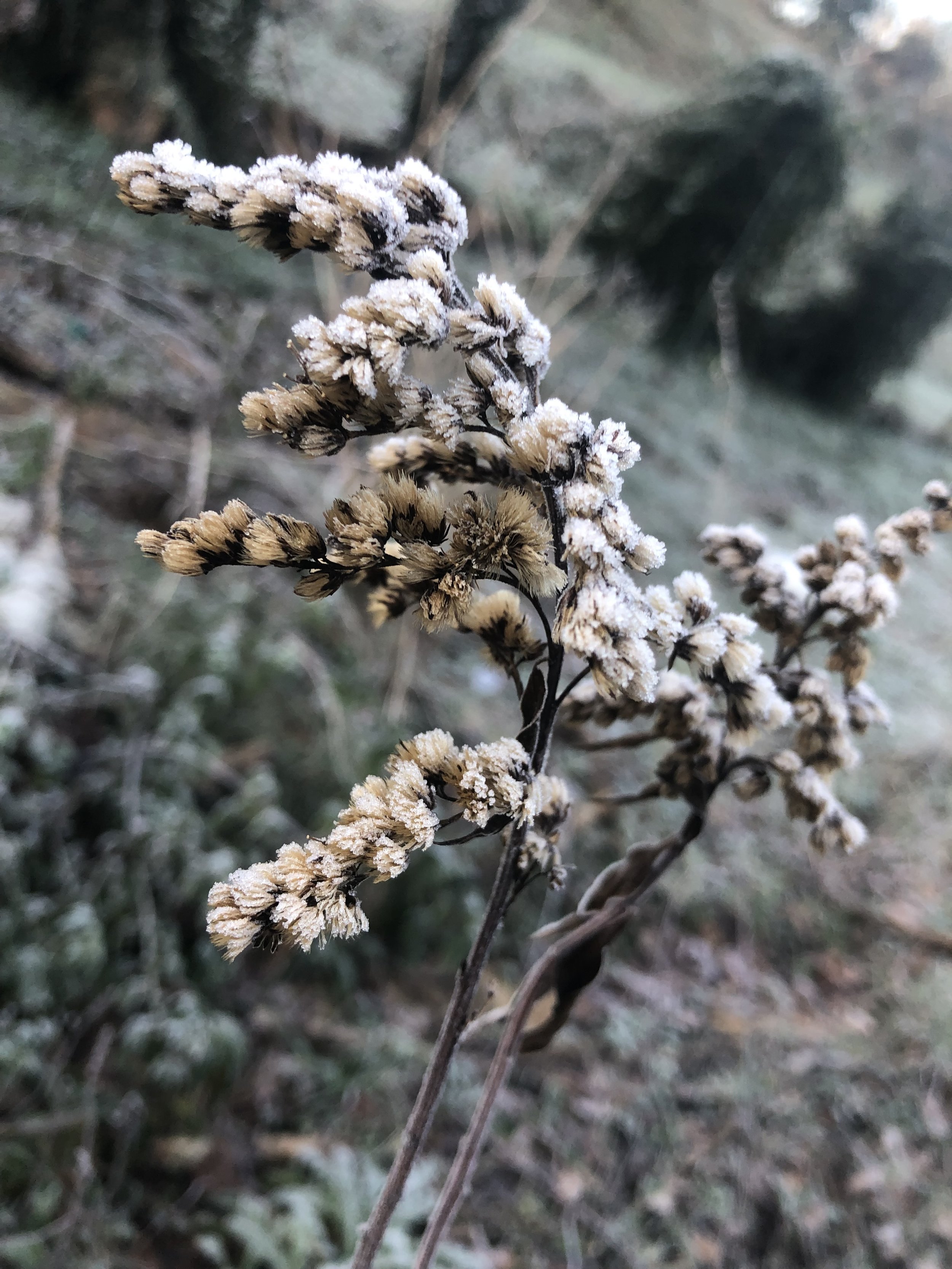 IMG_8033.jpeg