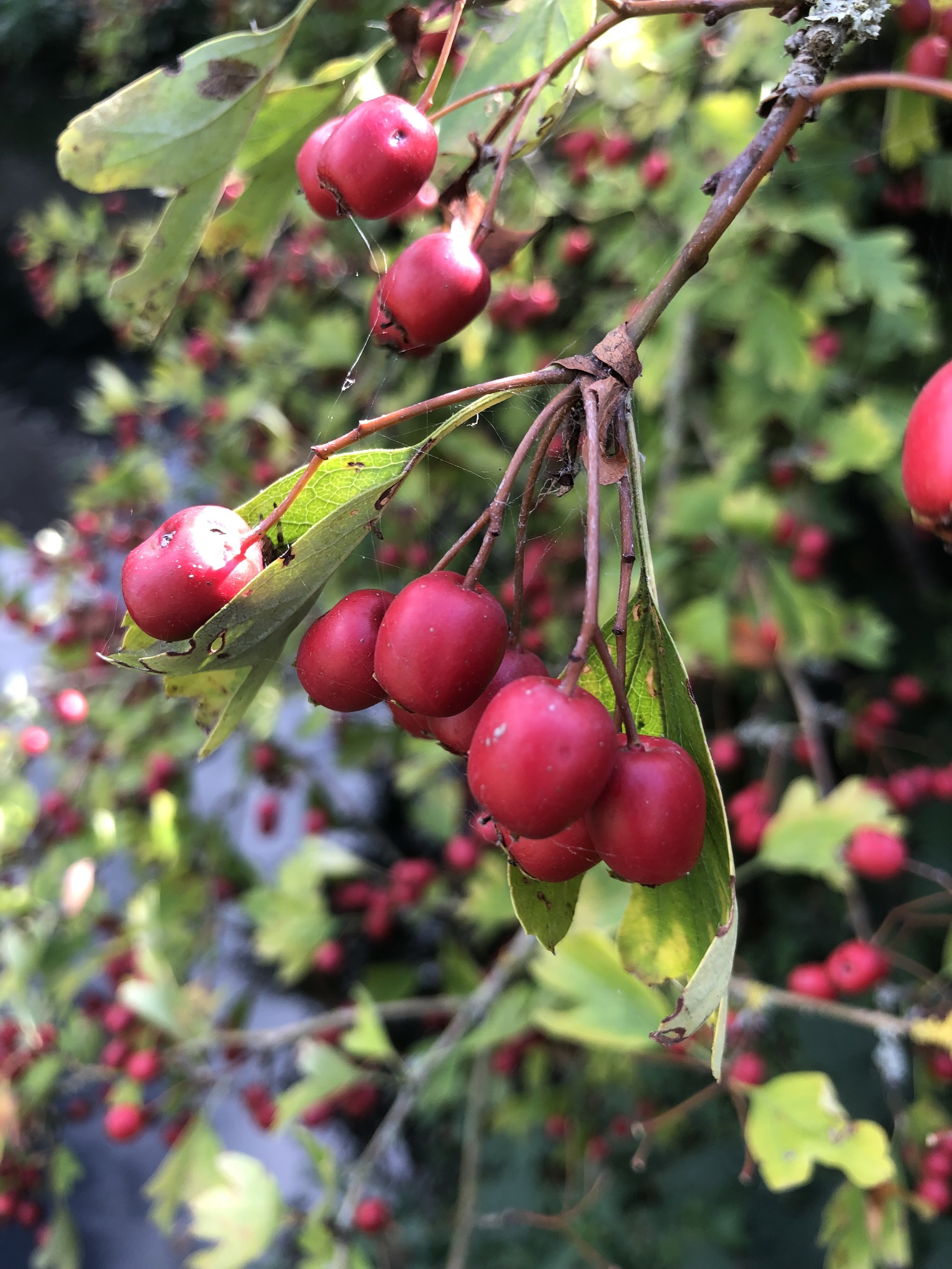 IMG_3521.jpeg