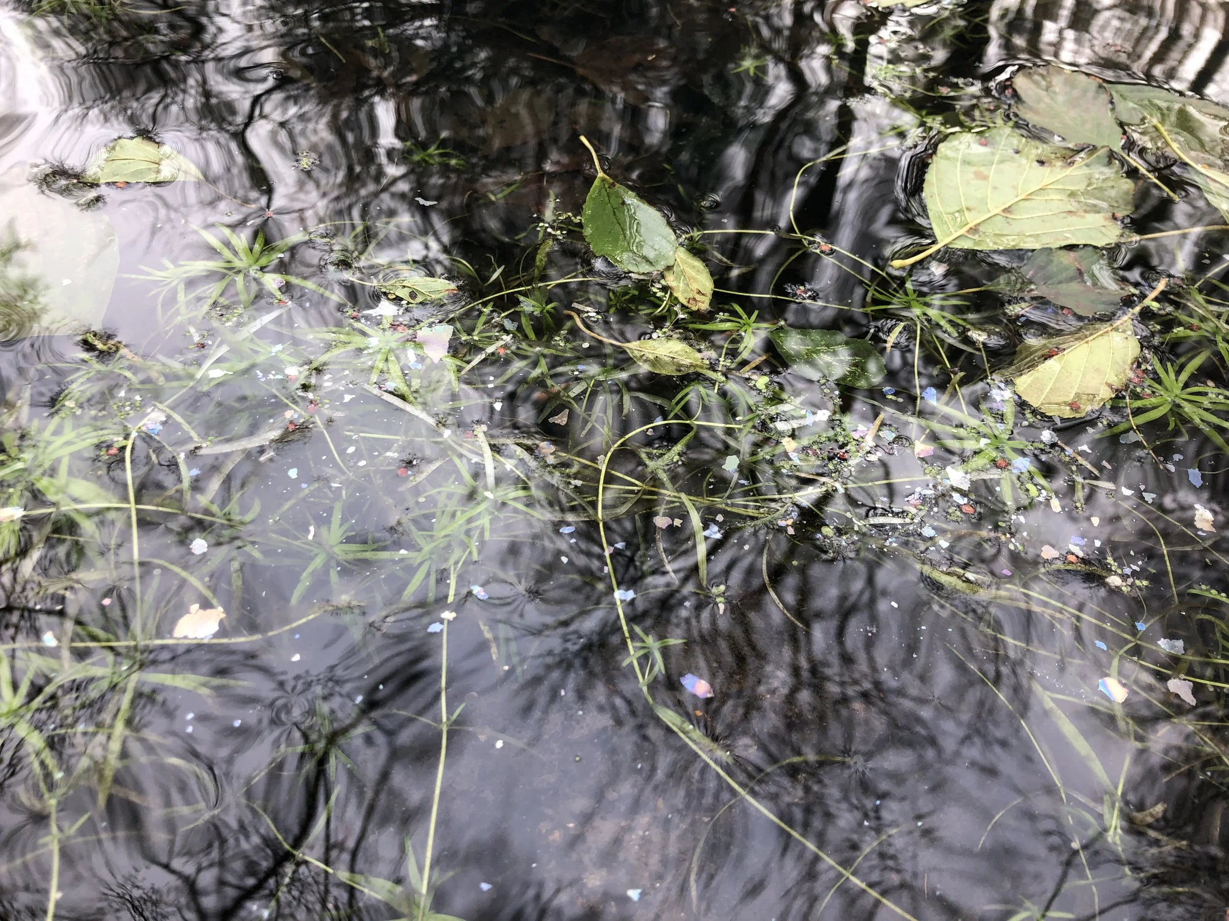 IMG_0642.jpeg