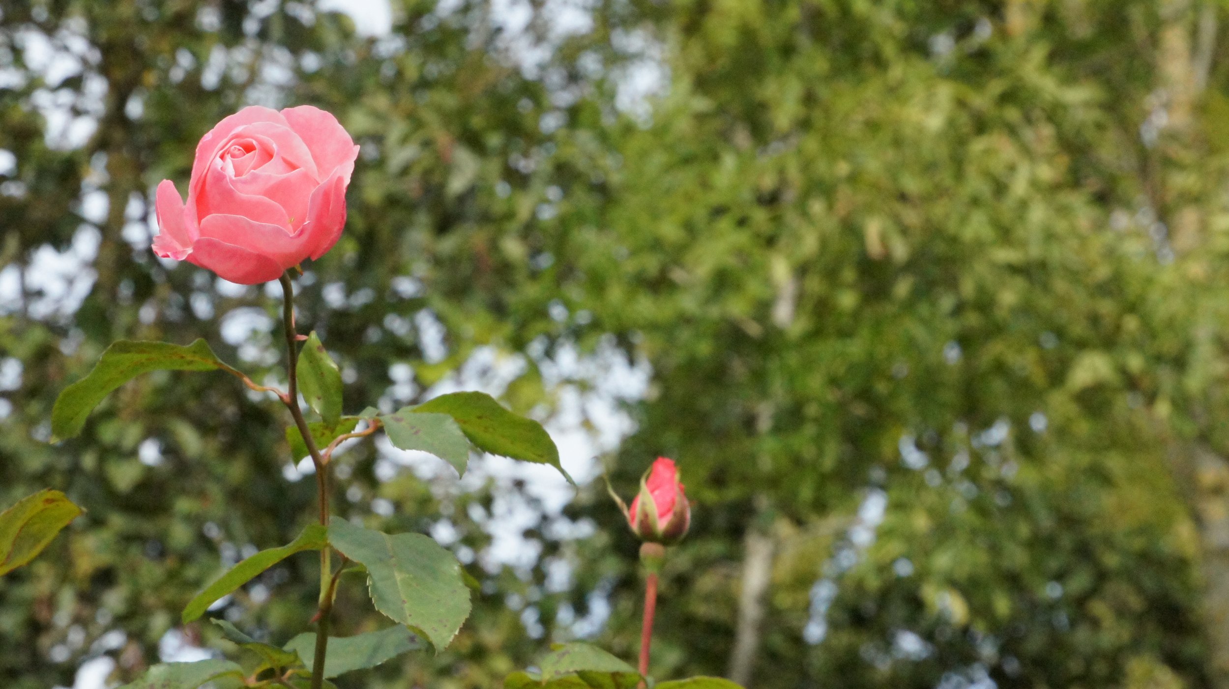 DSC06300.jpg