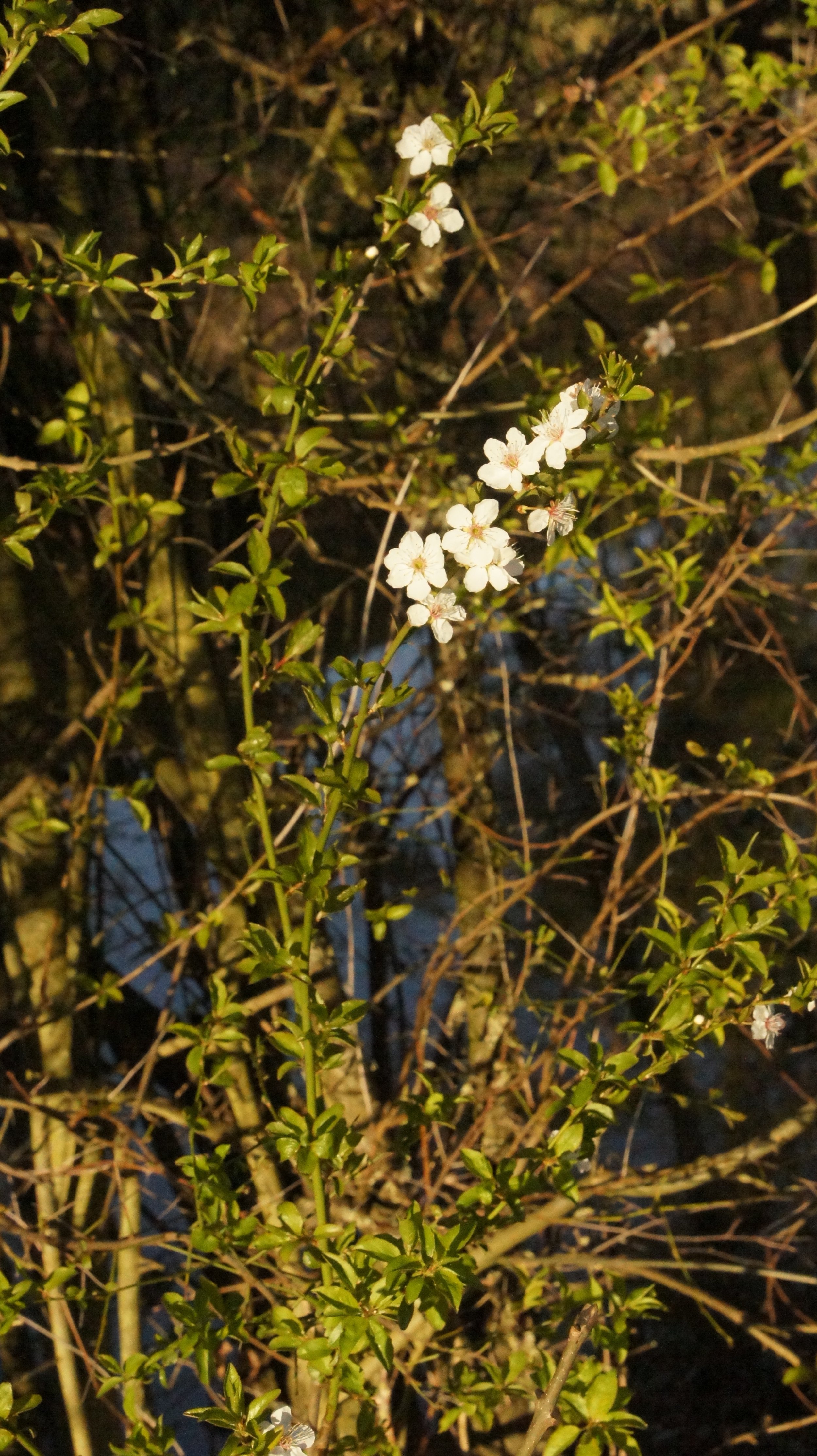 DSC09571.JPG