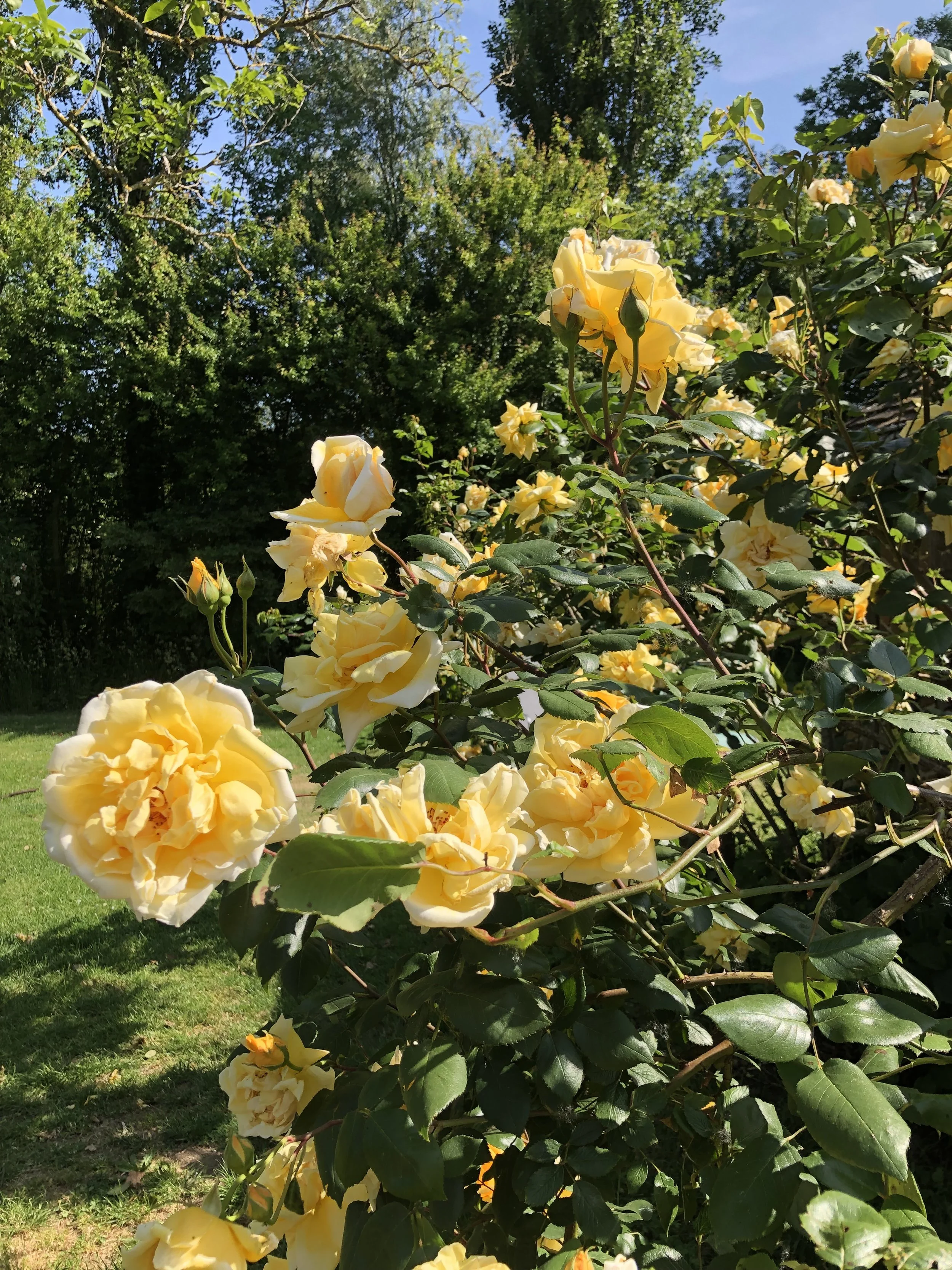 IMG_5082.jpeg