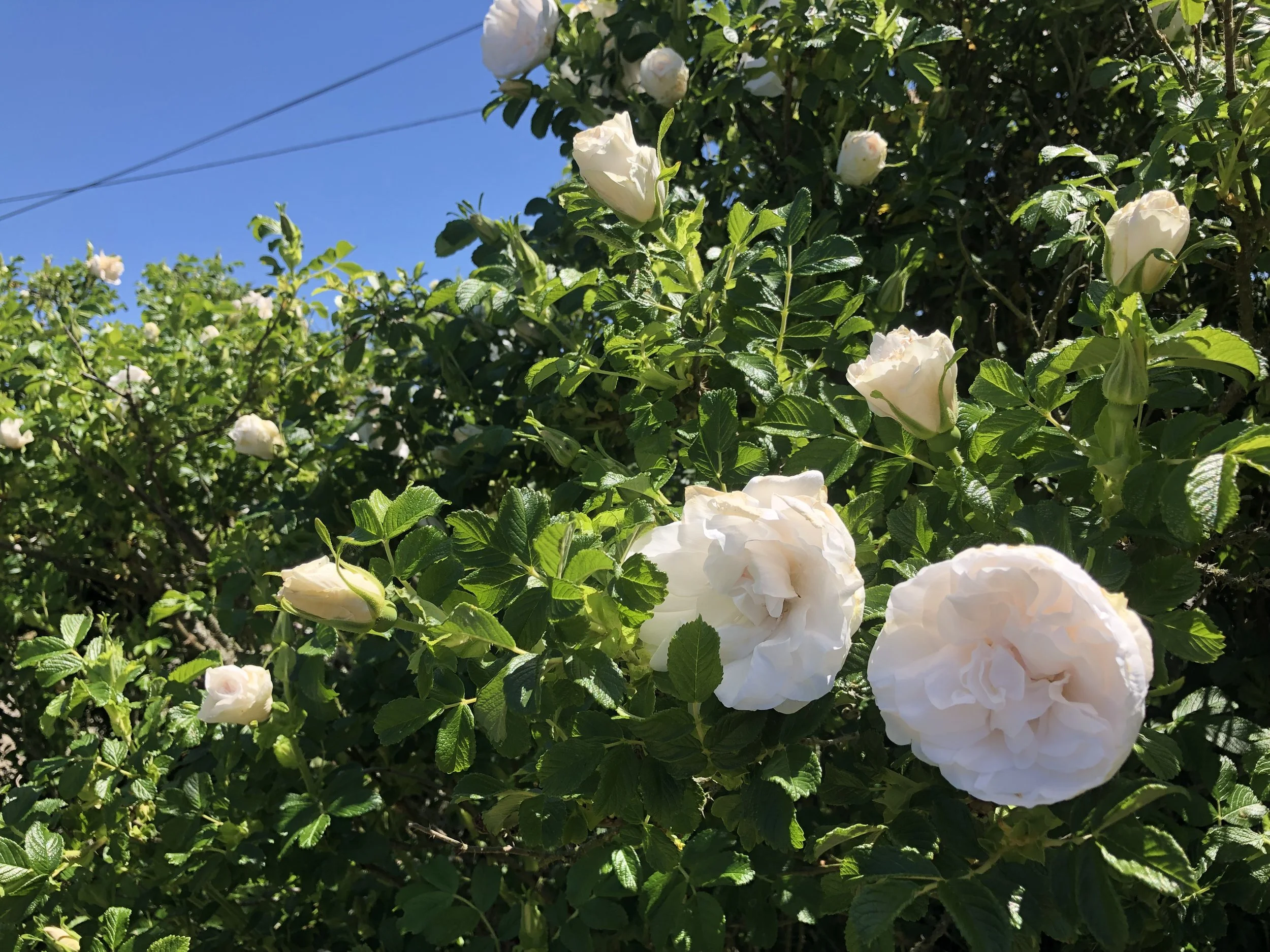 IMG_4866.jpeg