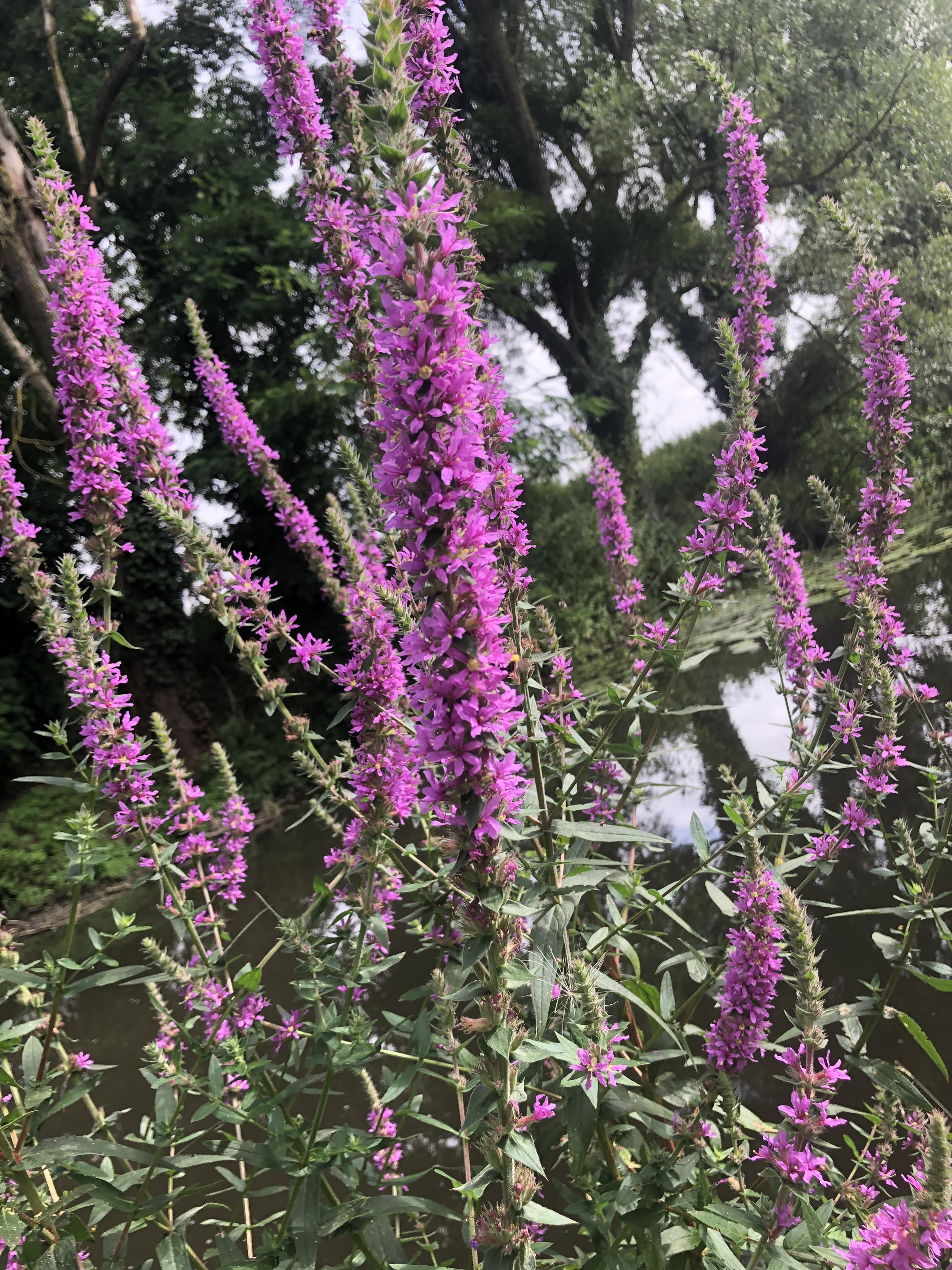 IMG_4350.jpeg