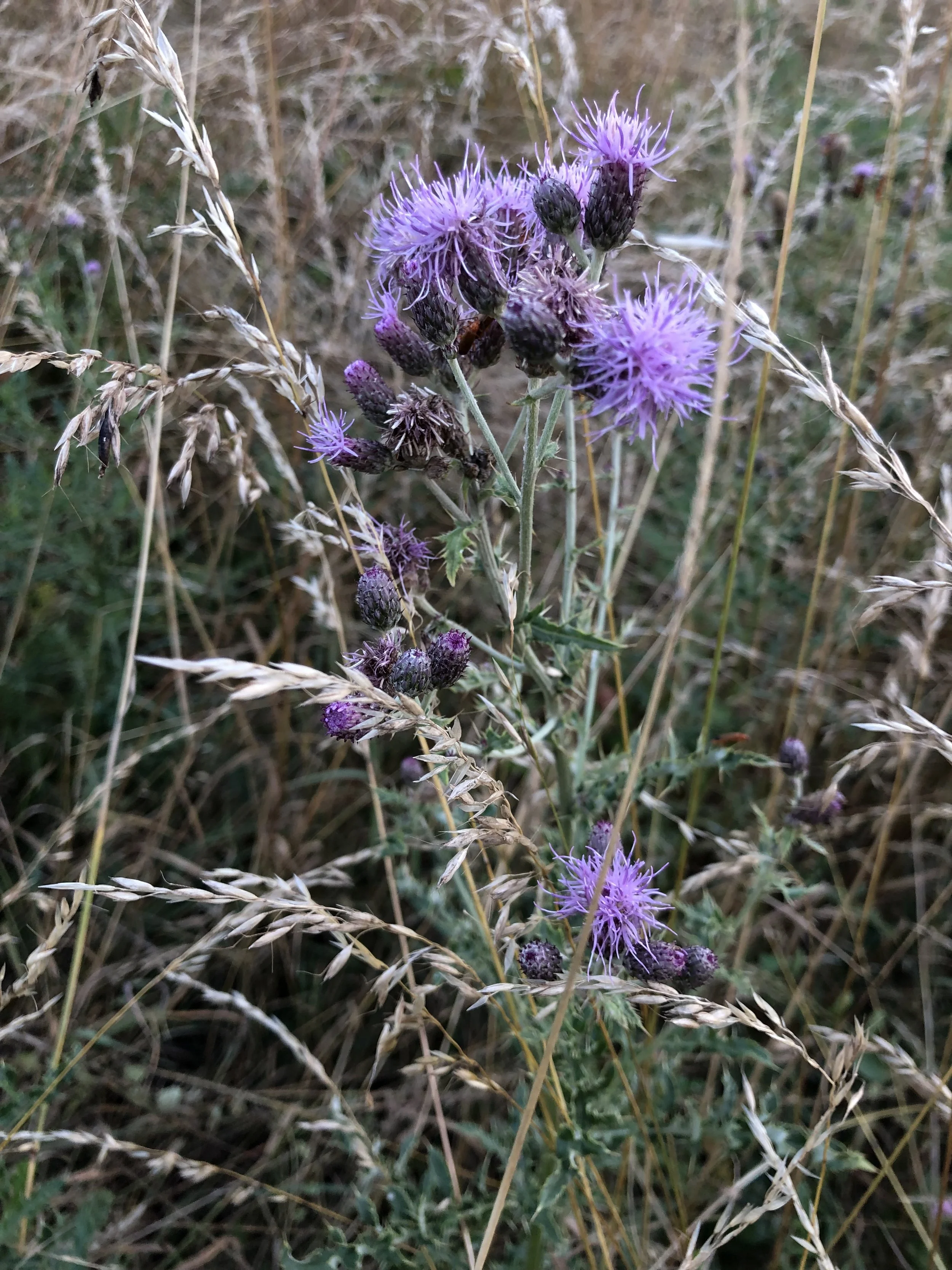 IMG_8287.jpeg