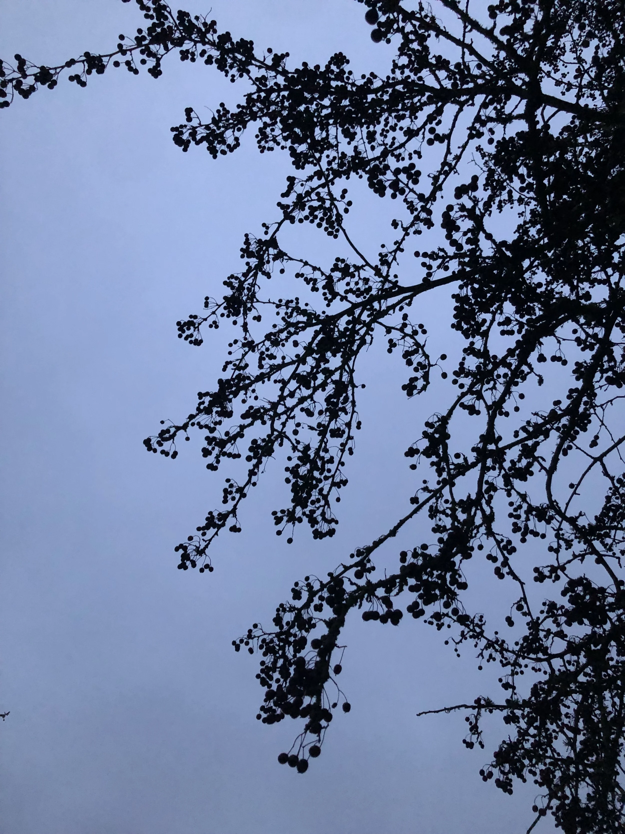 IMG_5971.jpeg