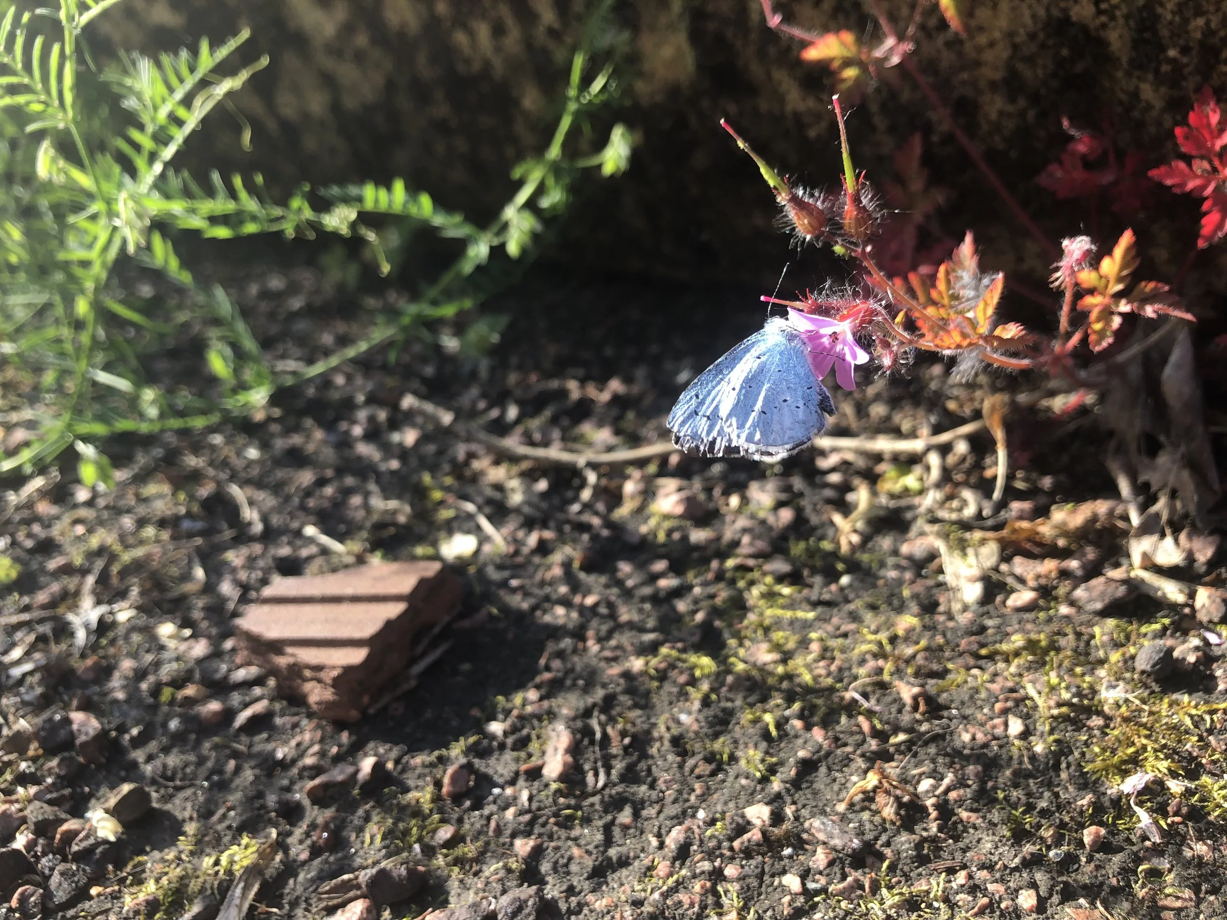 IMG_4951.jpeg