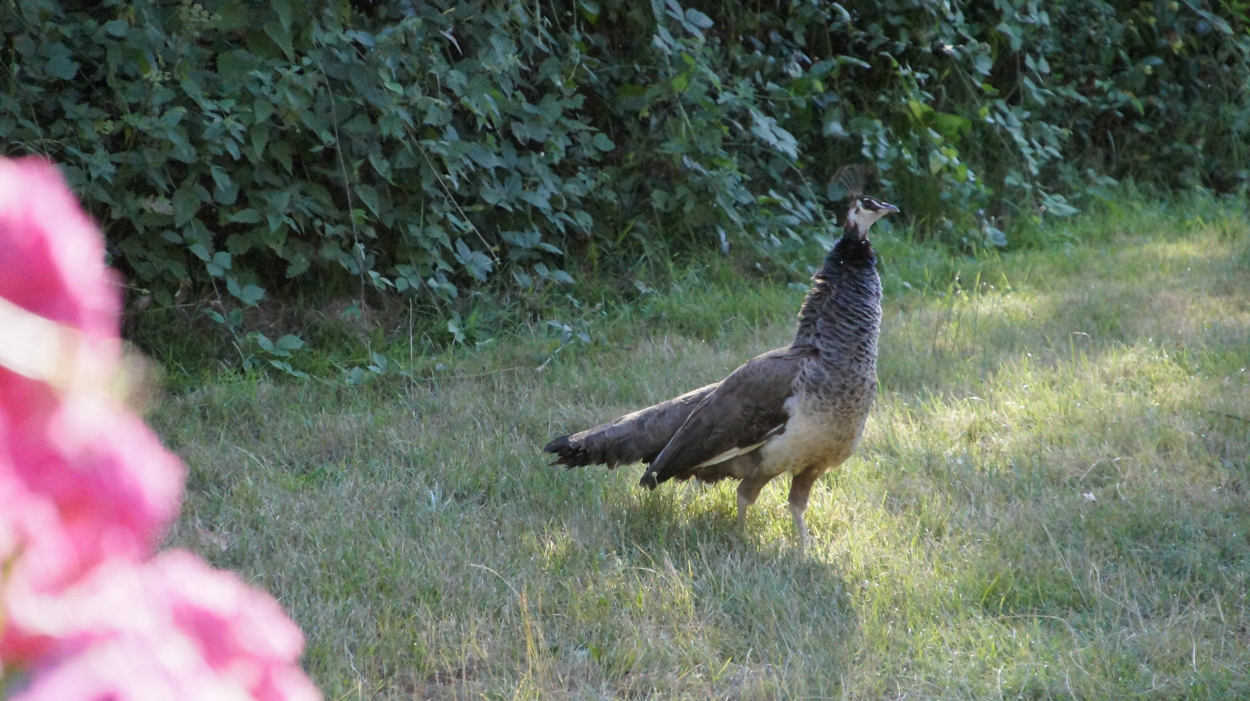 DSC07089.JPG