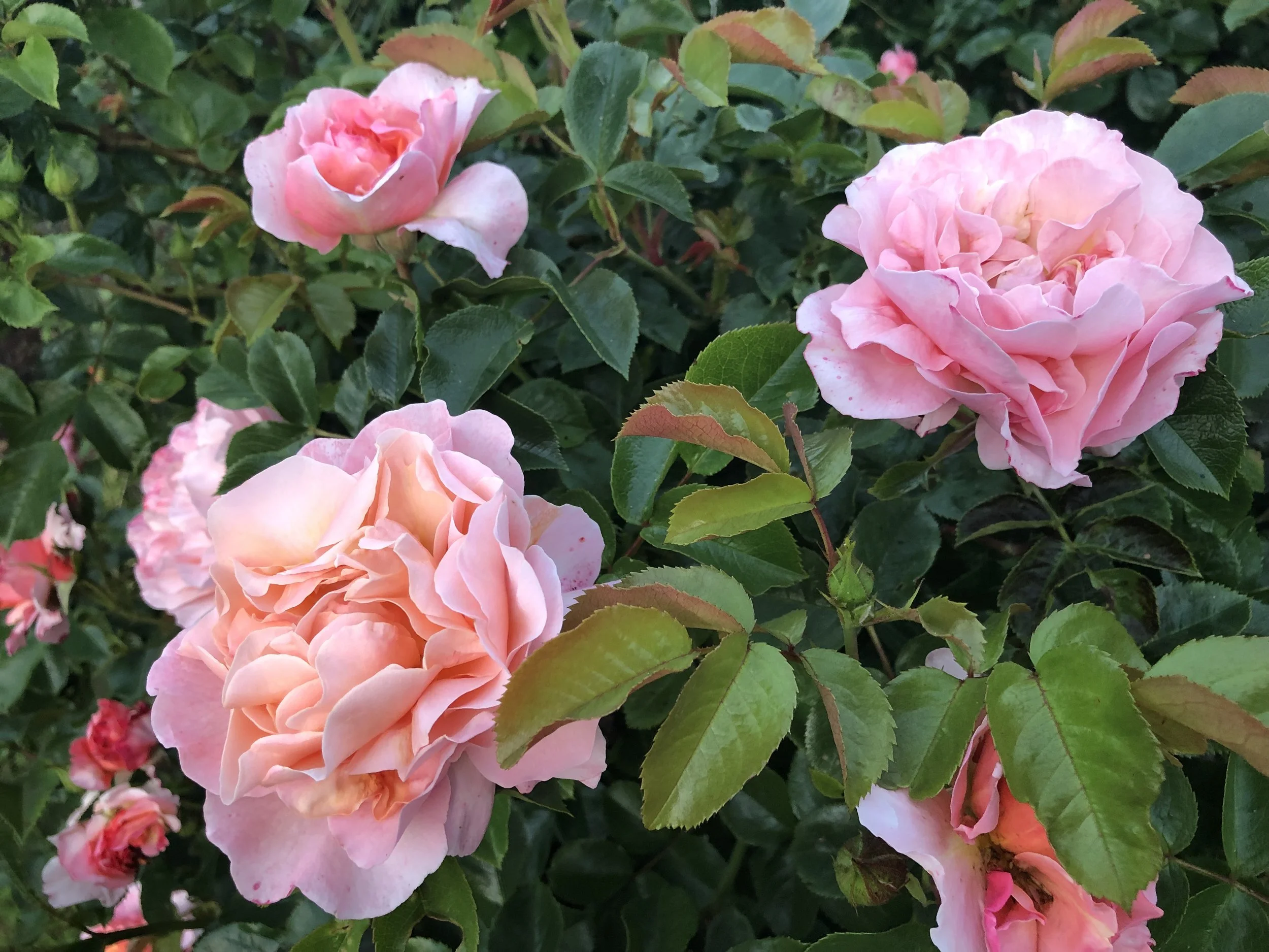 IMG_5266.jpeg