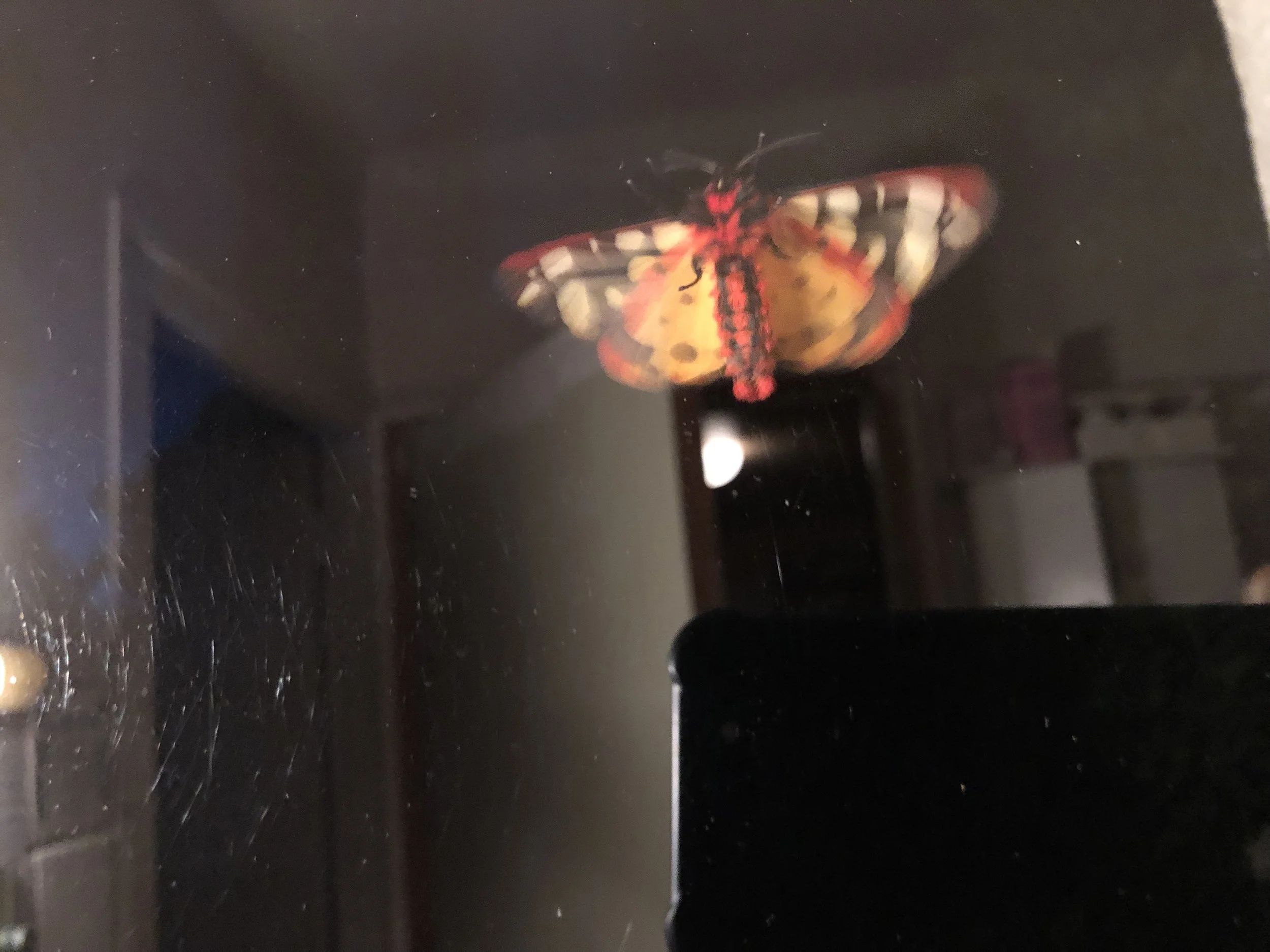 IMG_4700.jpeg