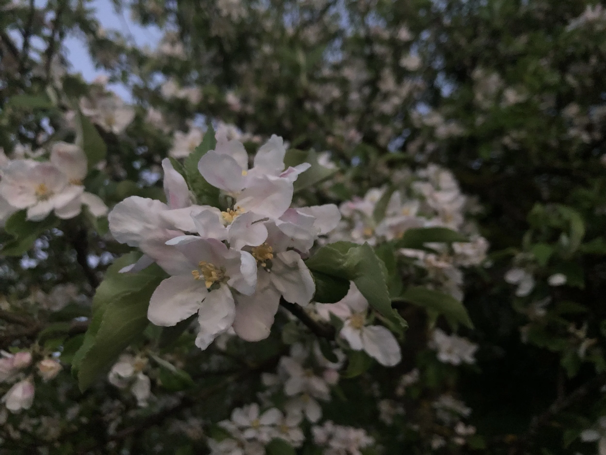 IMG_9955.jpeg