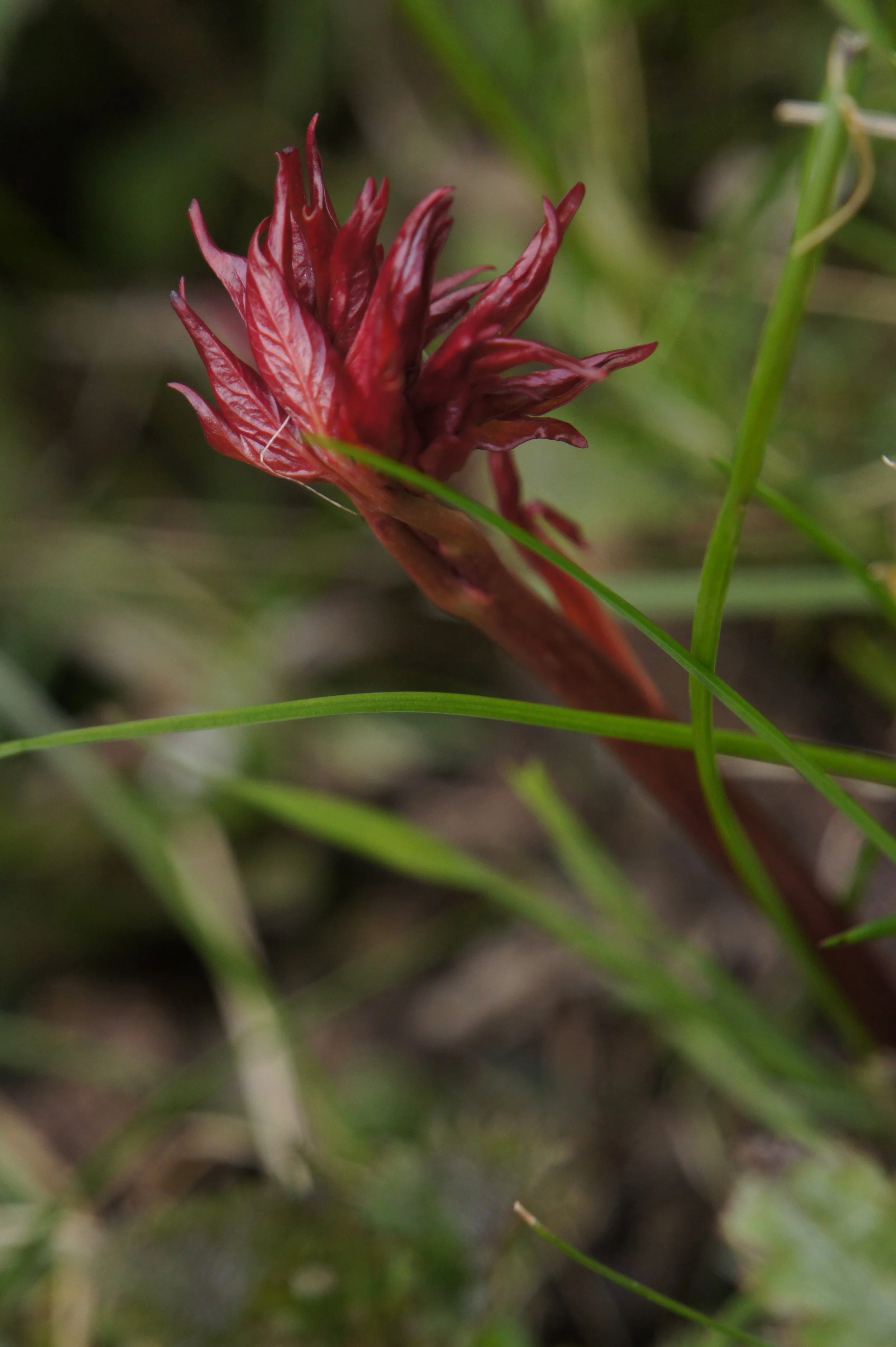 DSC06176.JPG