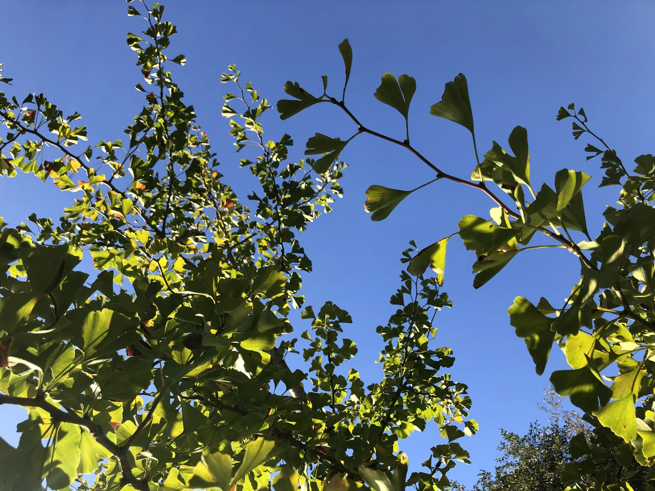 IMG_4434.jpeg