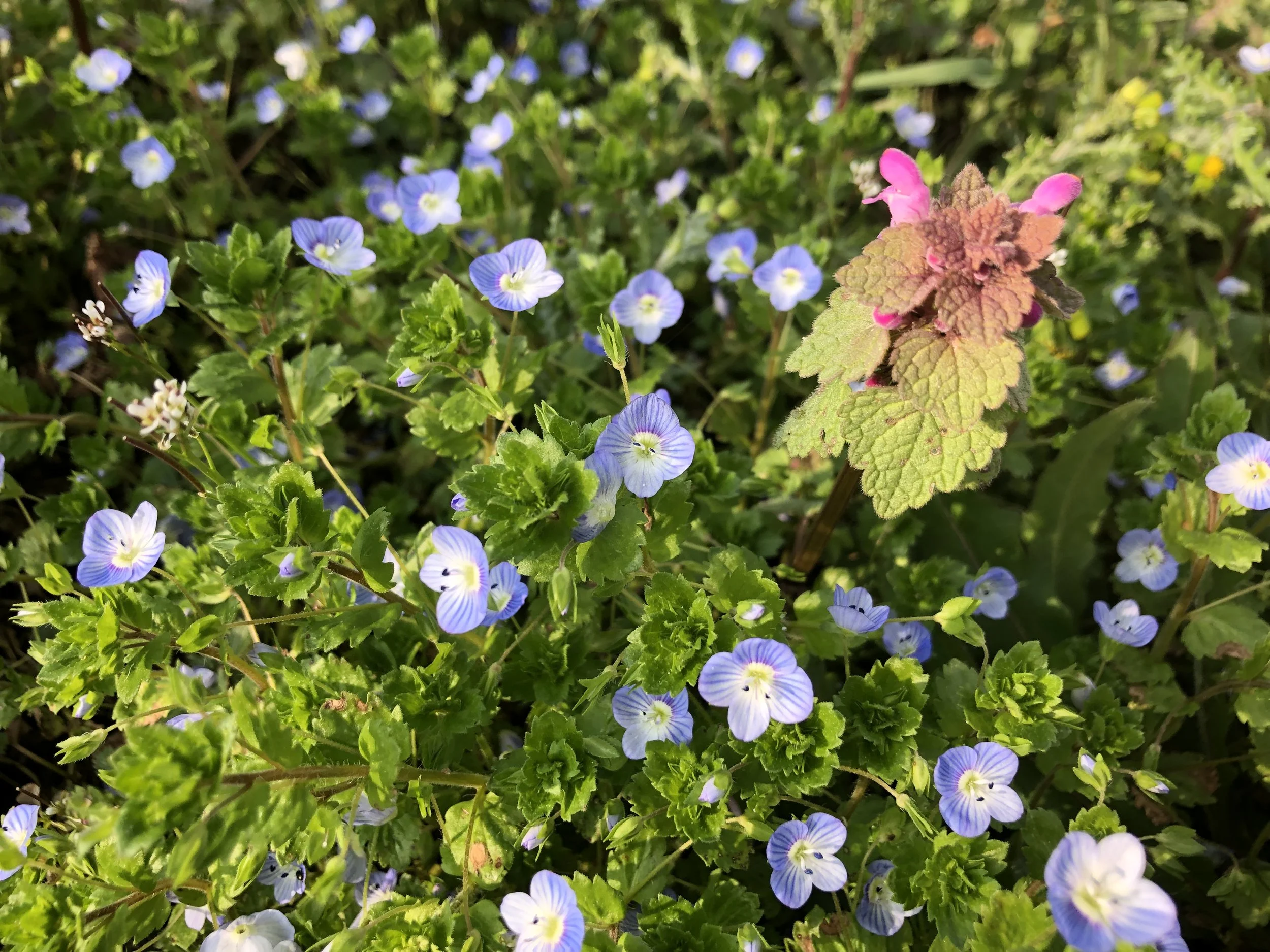 IMG_3365.jpeg