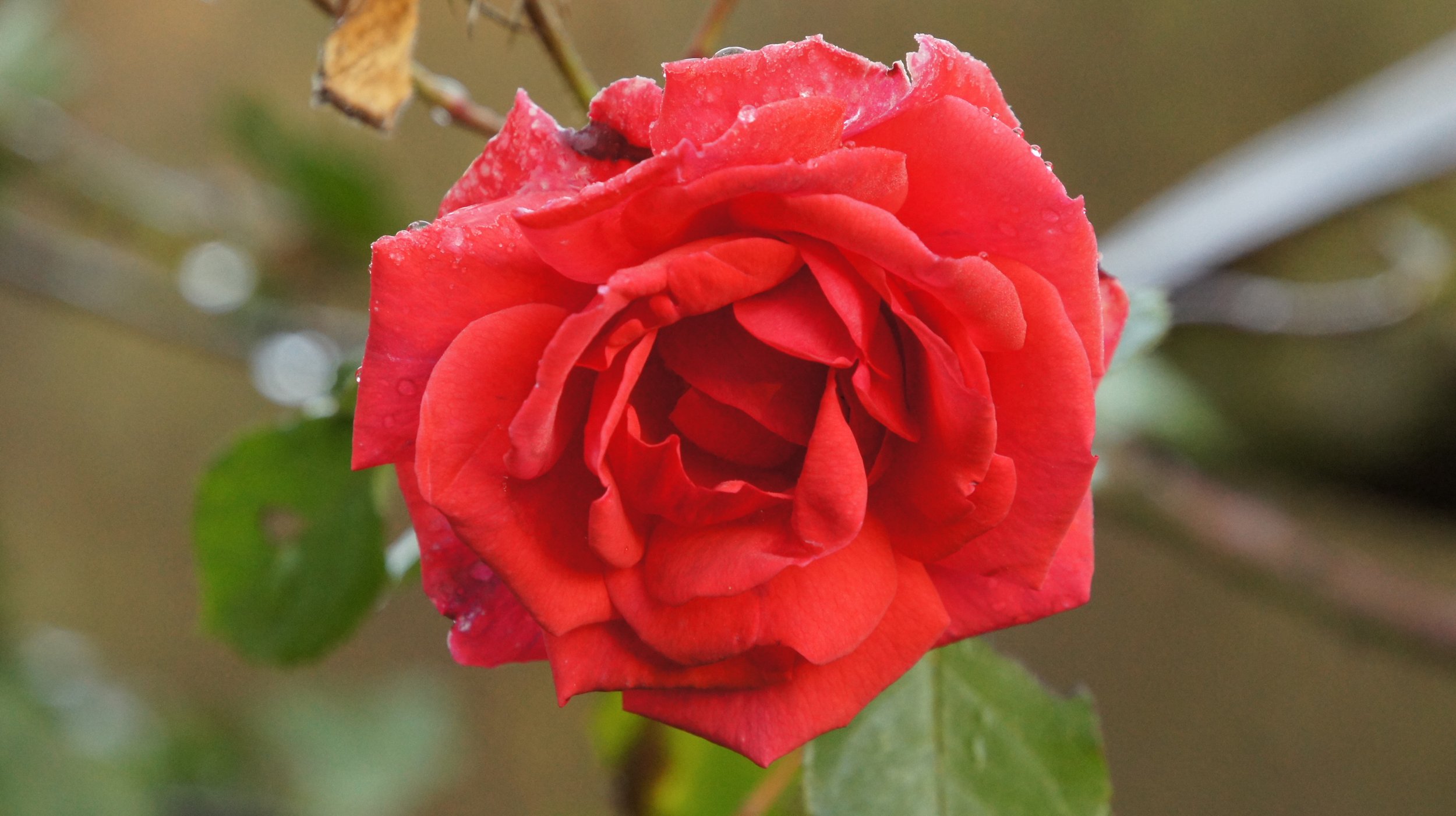 DSC00879.JPG