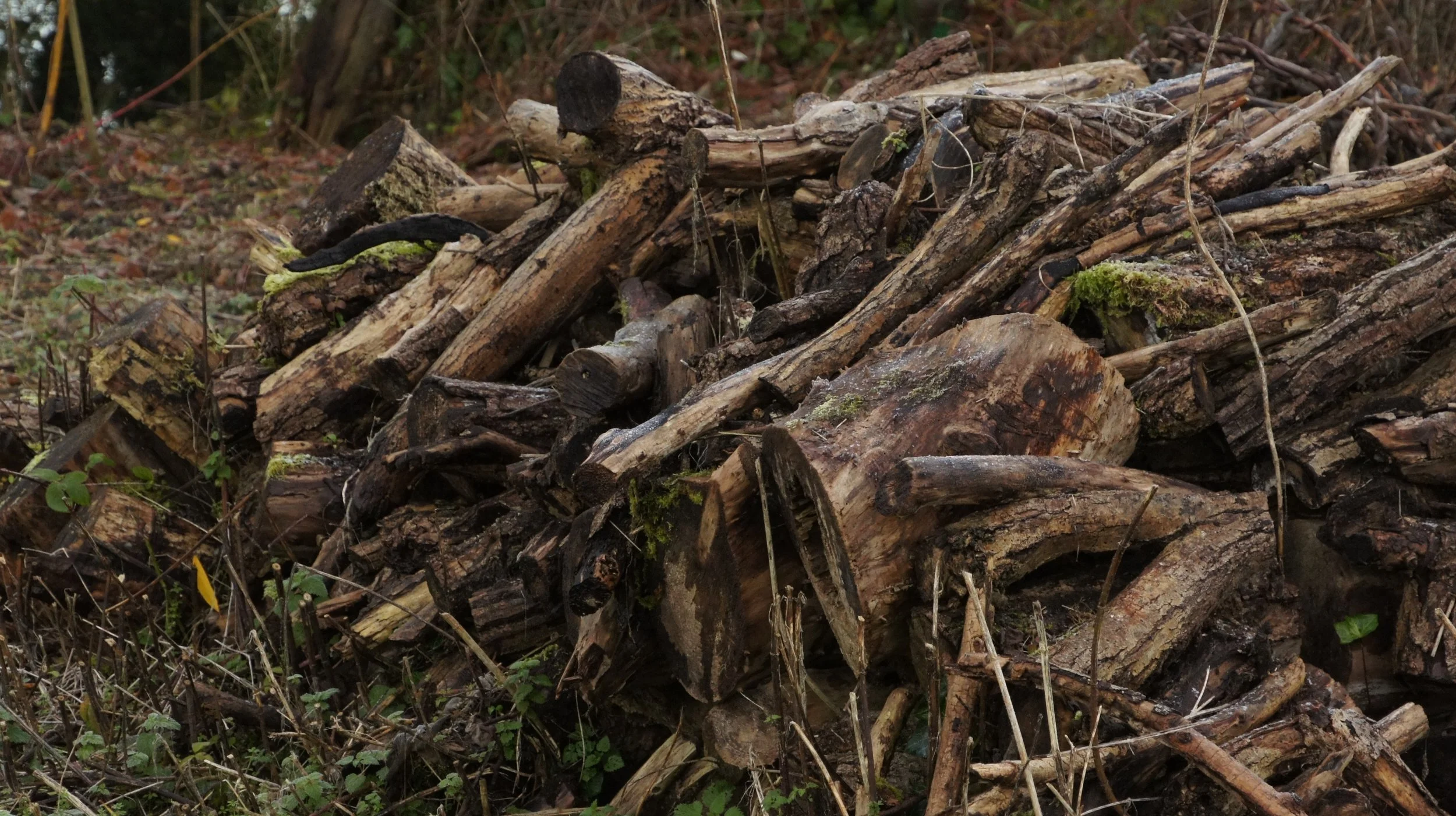 DSC00888.JPG