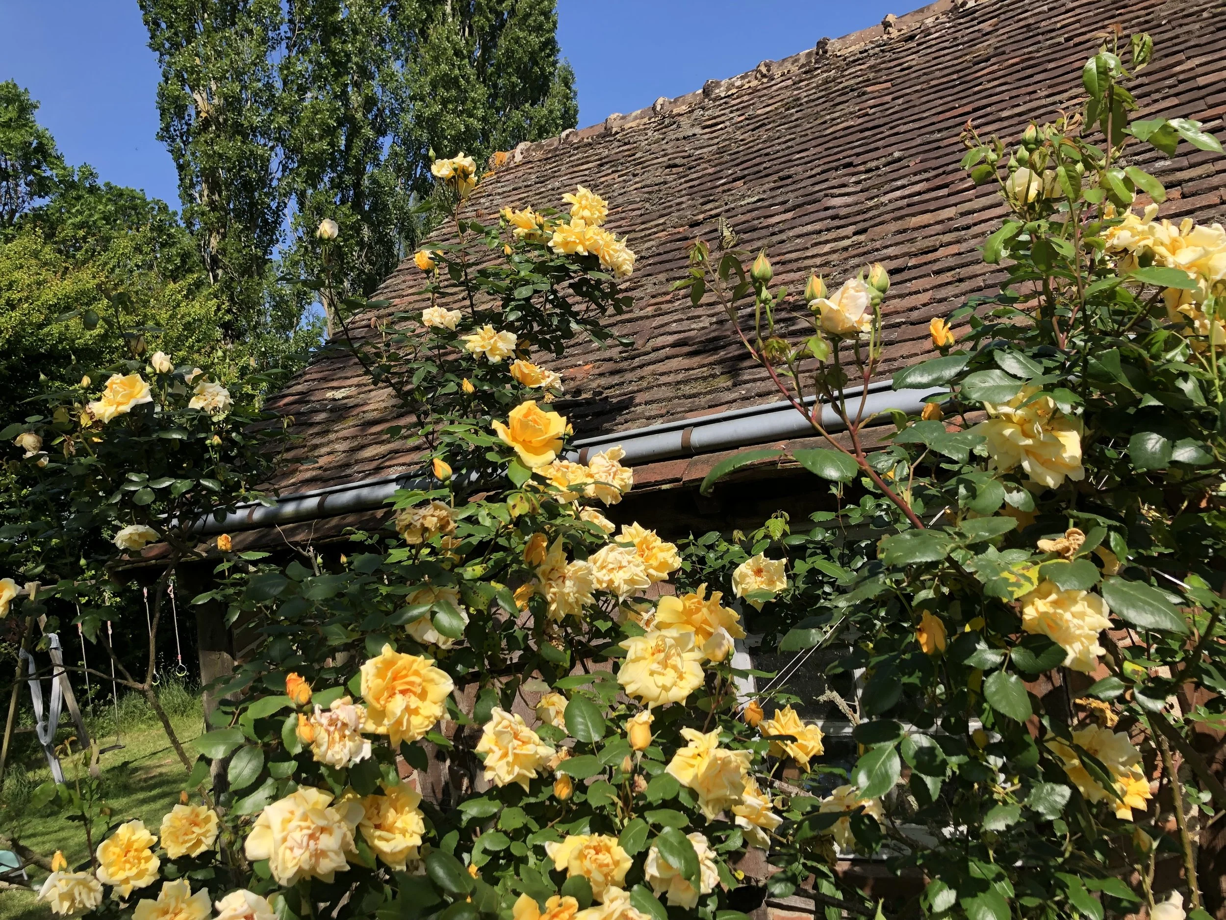 IMG_4929.jpeg