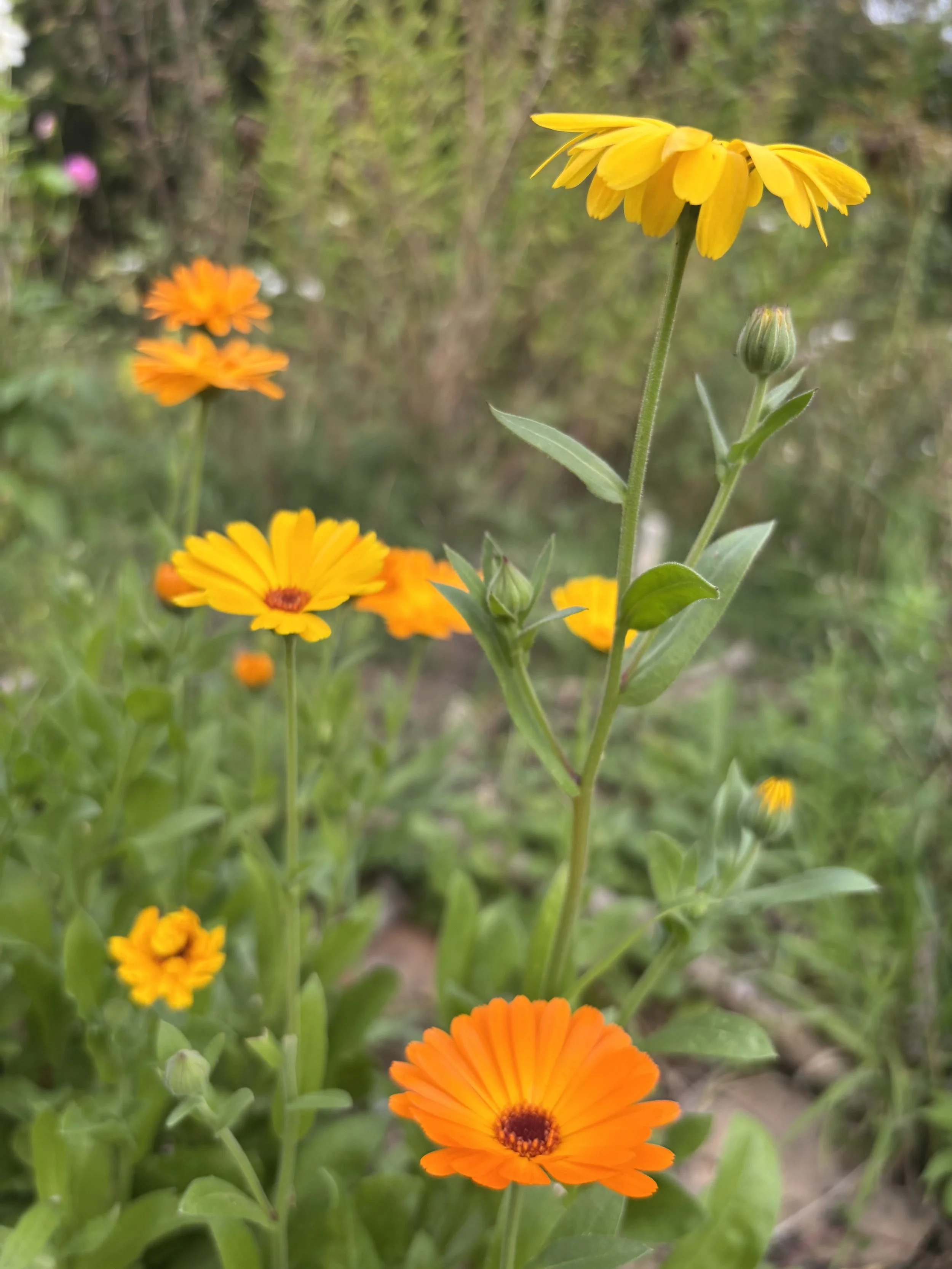 IMG_9642.jpeg