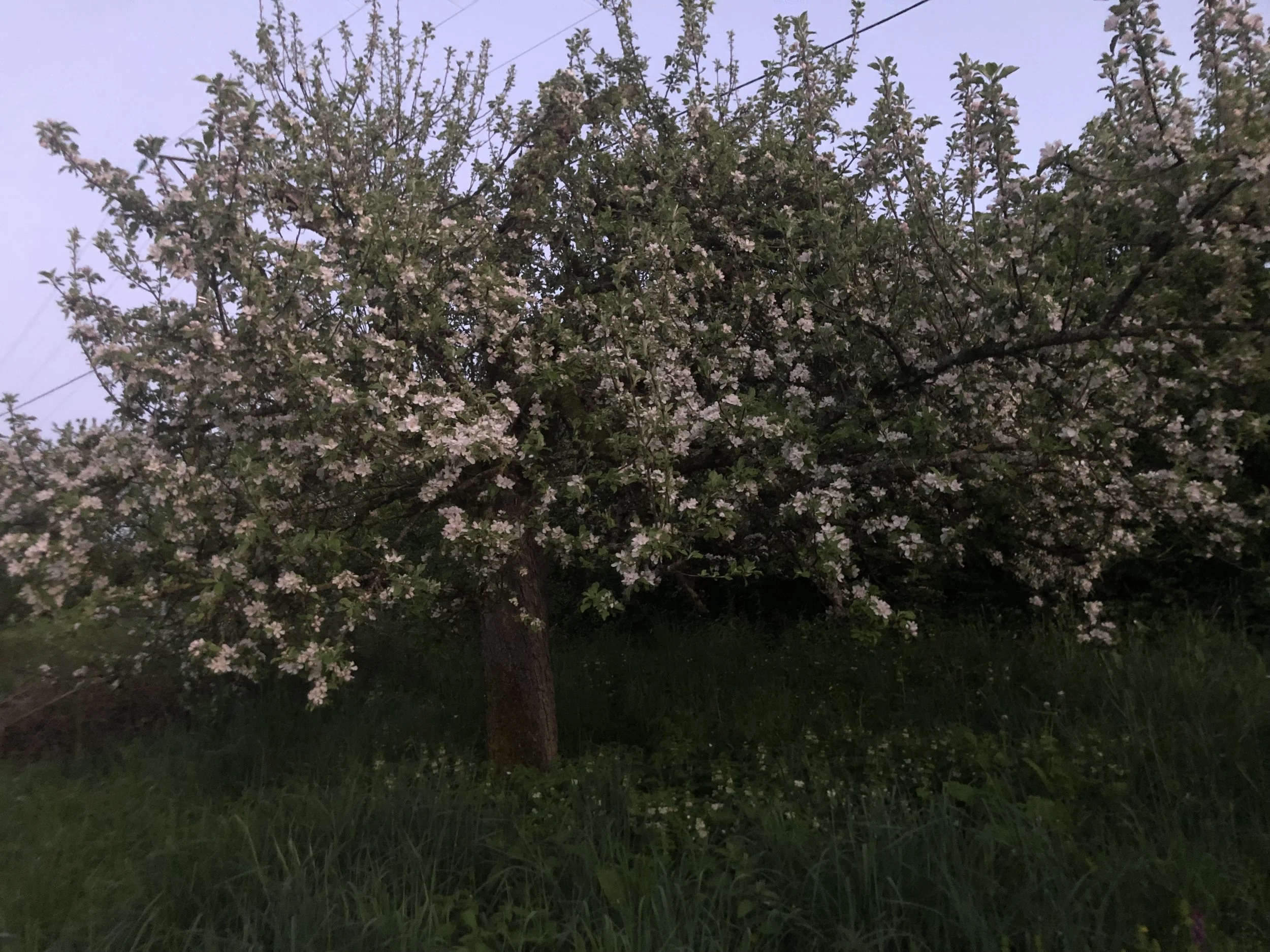 IMG_9954.jpeg