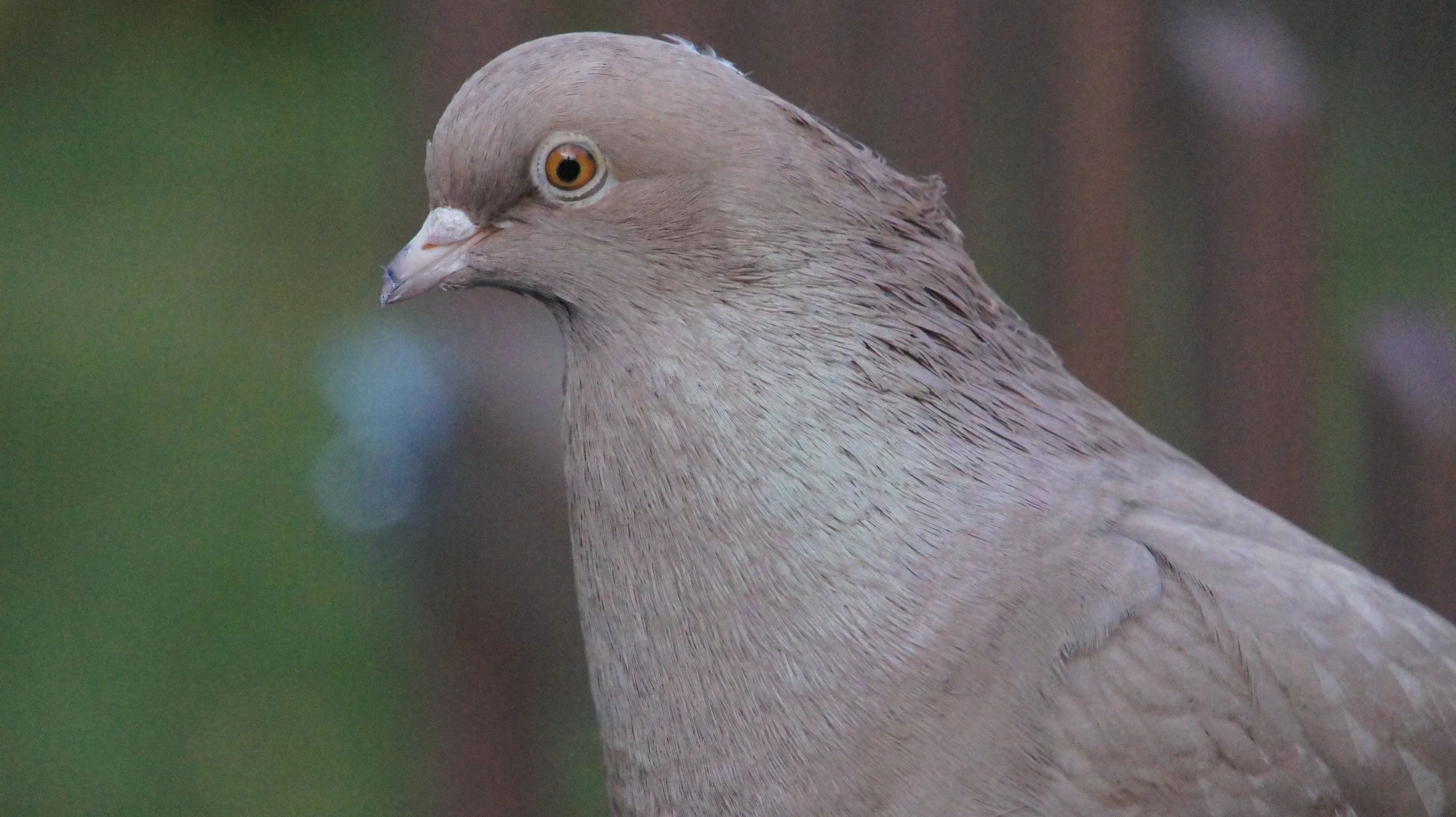DSC01130.JPG