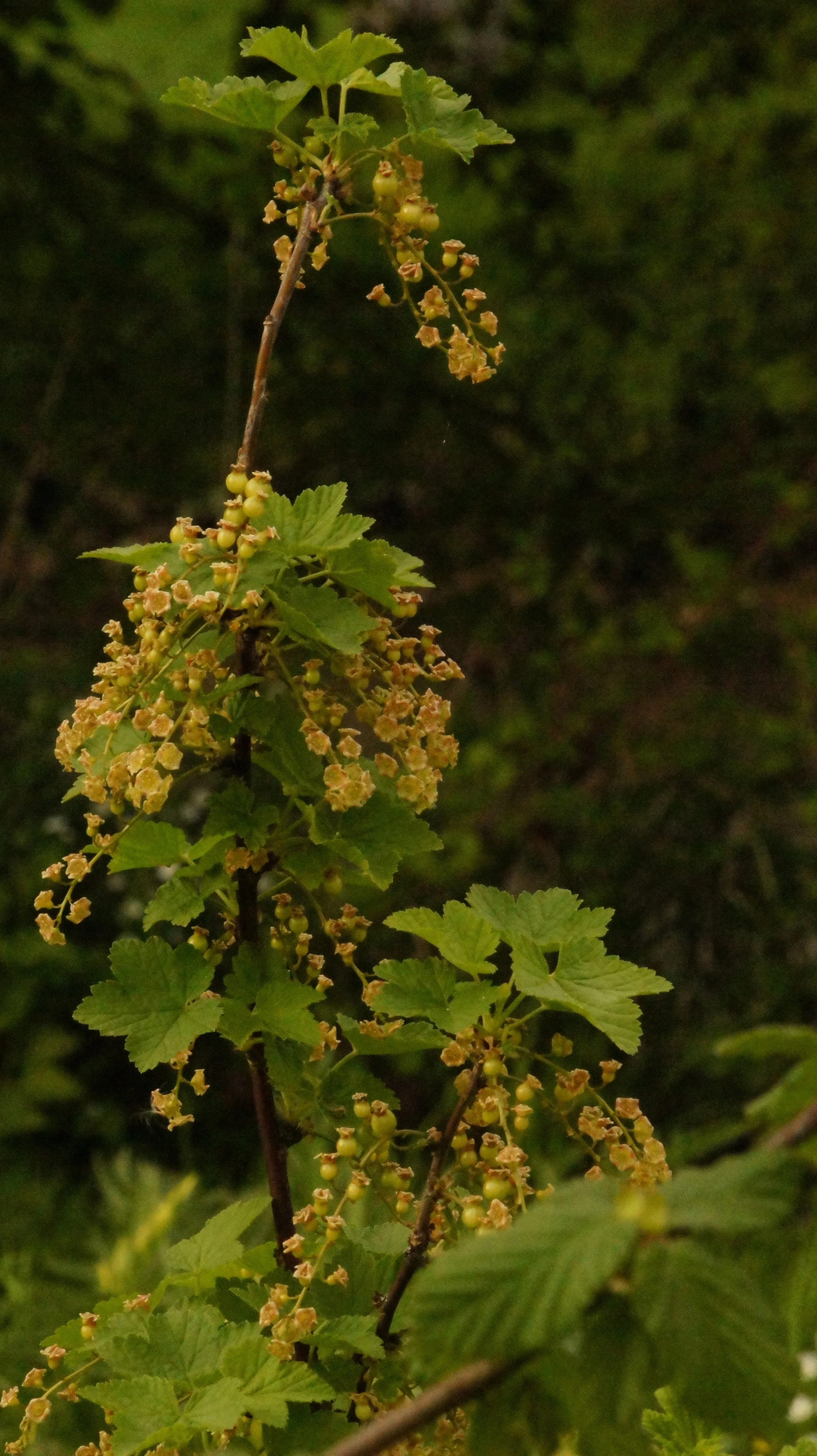 DSC06370.JPG