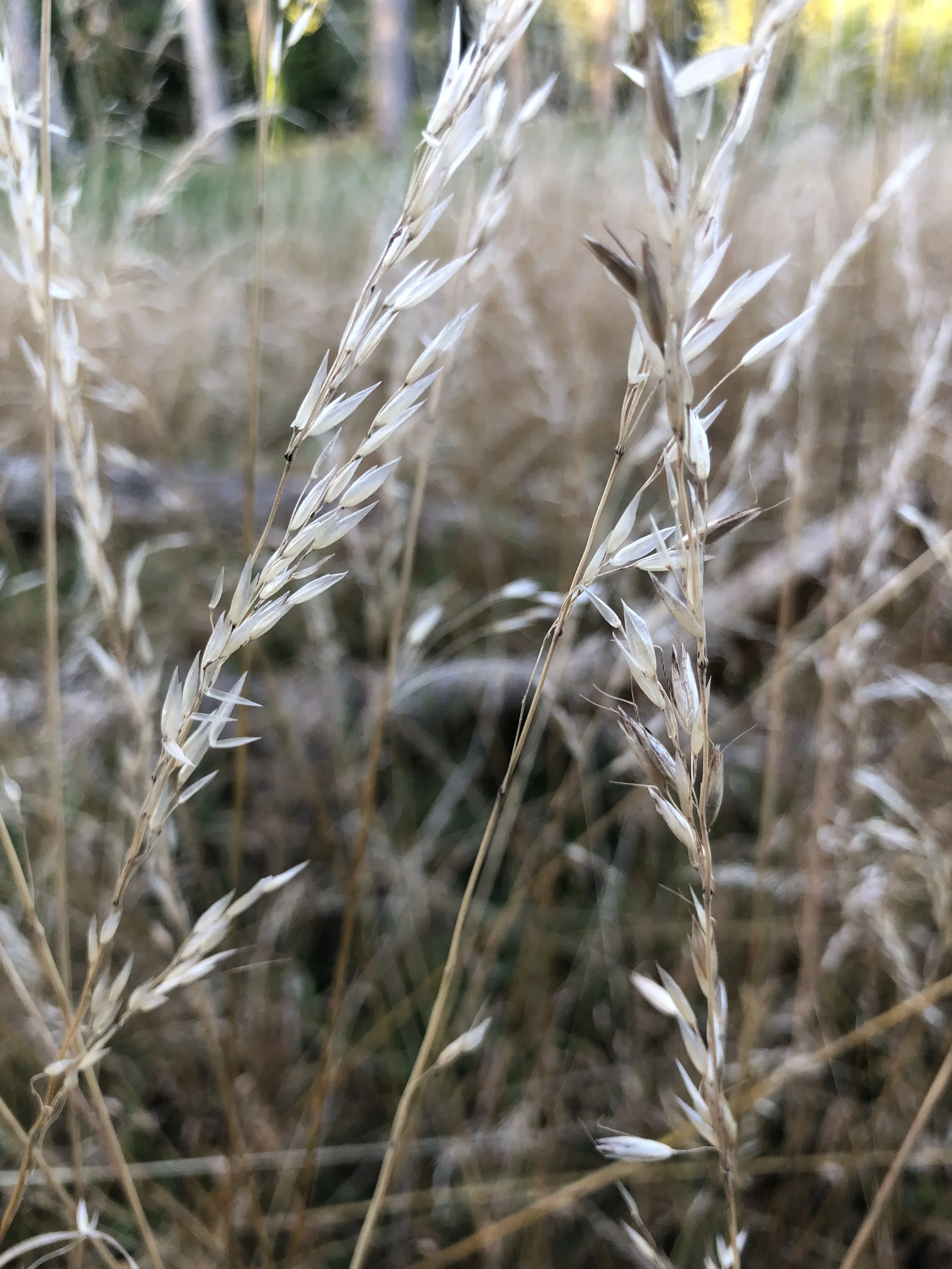 IMG_8276.jpeg