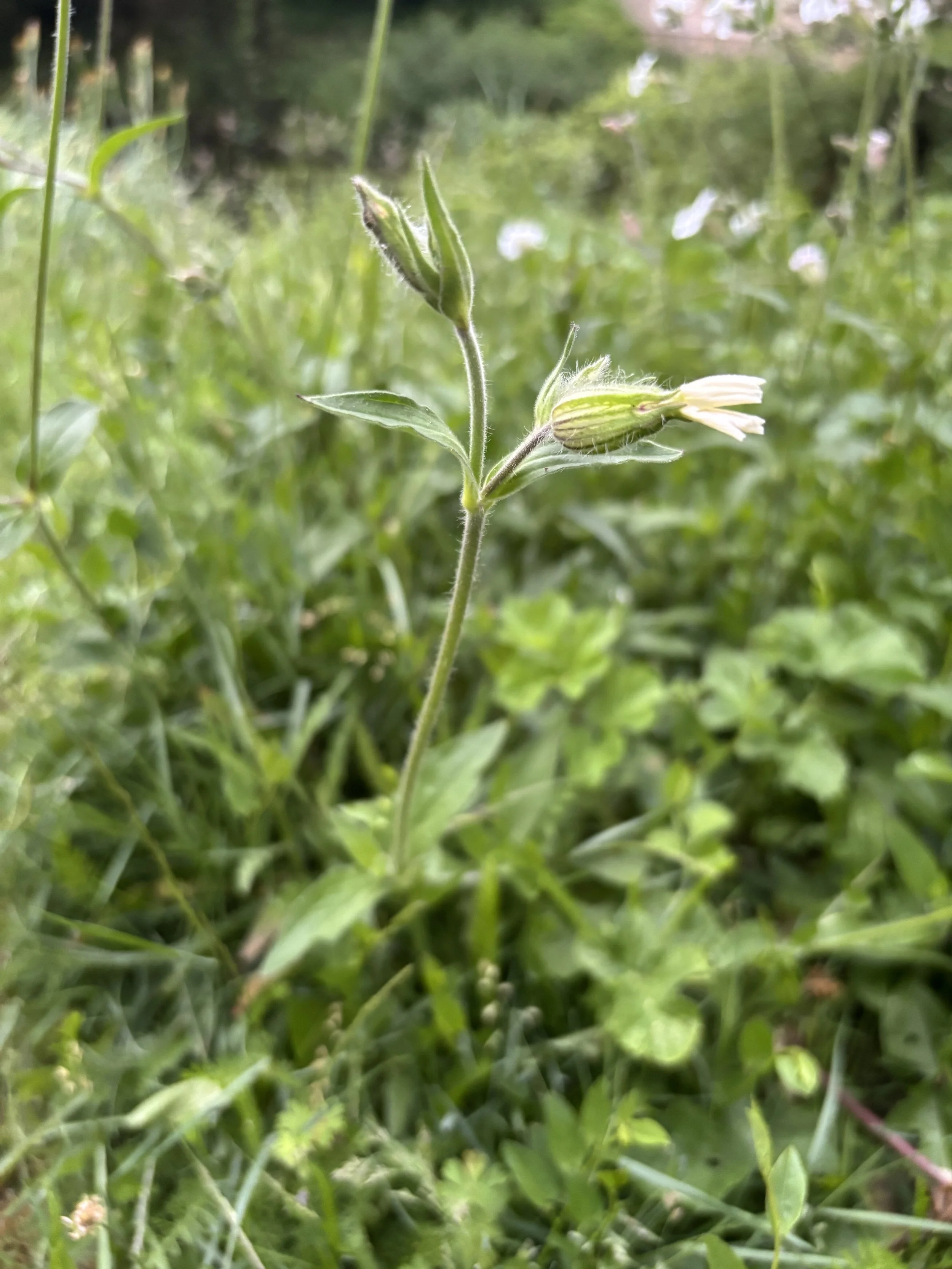 IMG_0544.jpeg