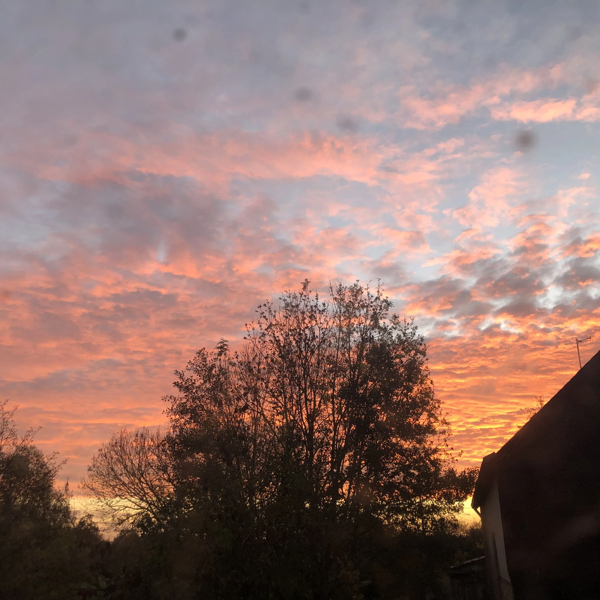 IMG_1303.jpeg