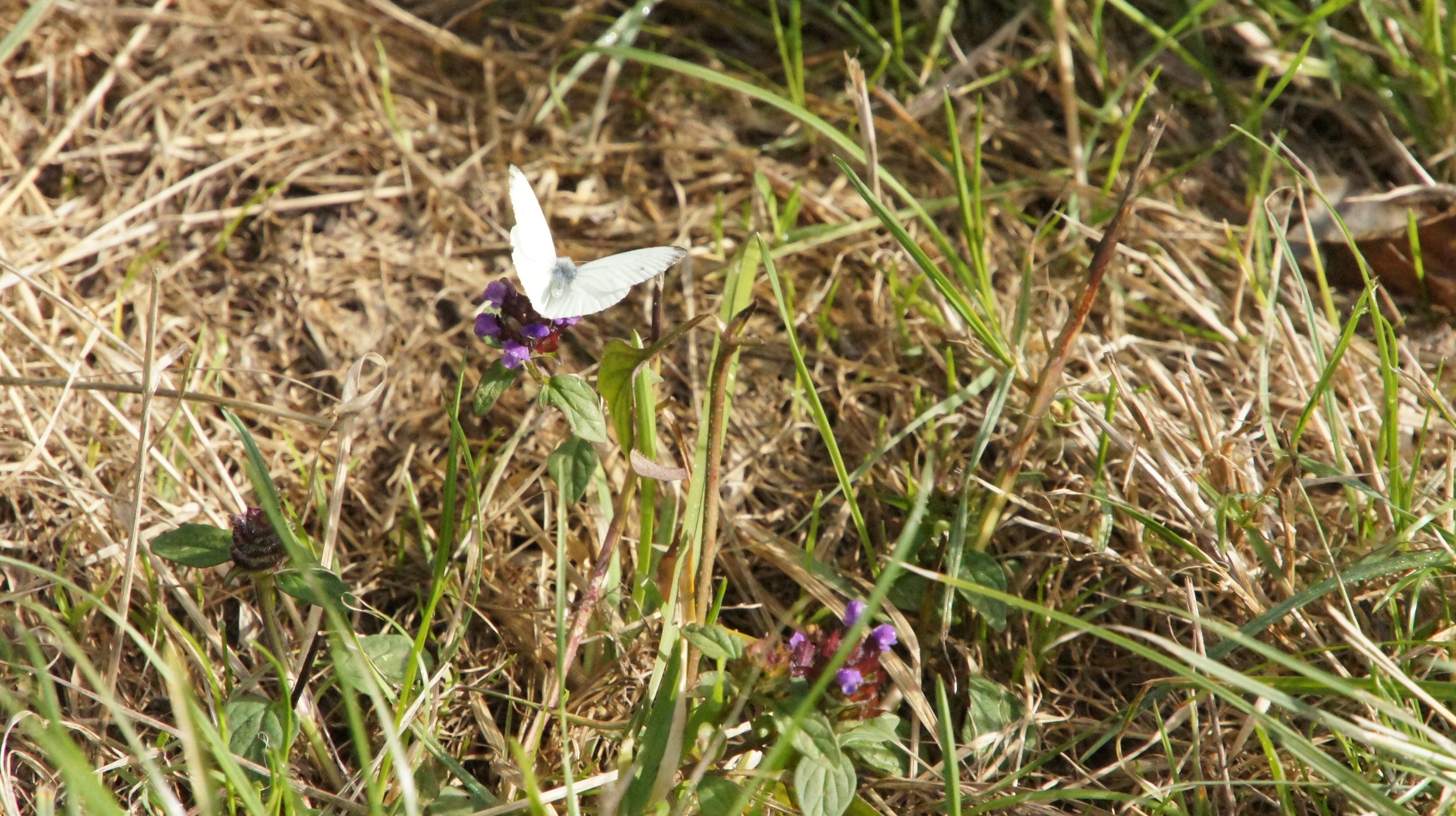 DSC07583.JPG