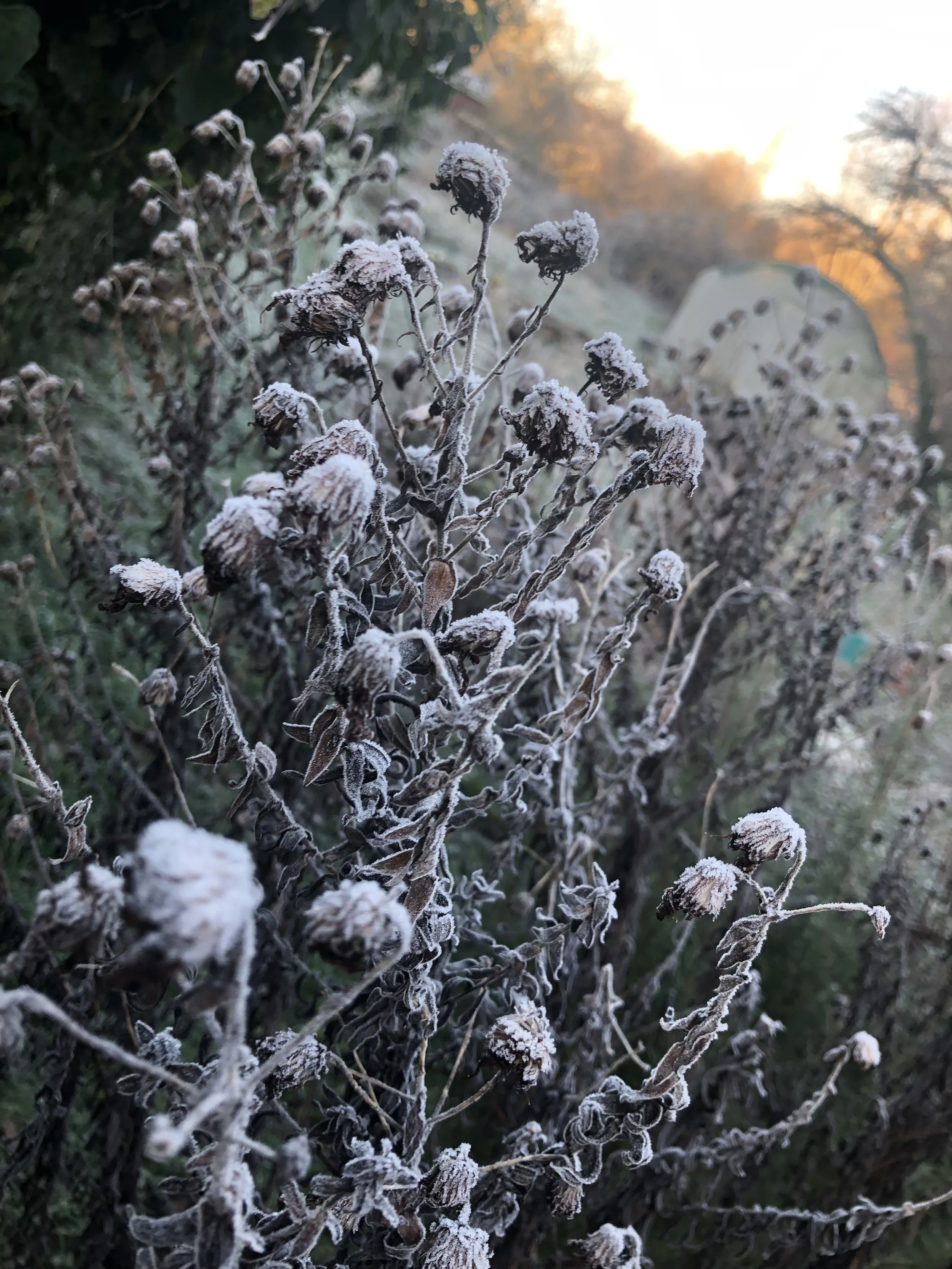 IMG_8030.jpeg