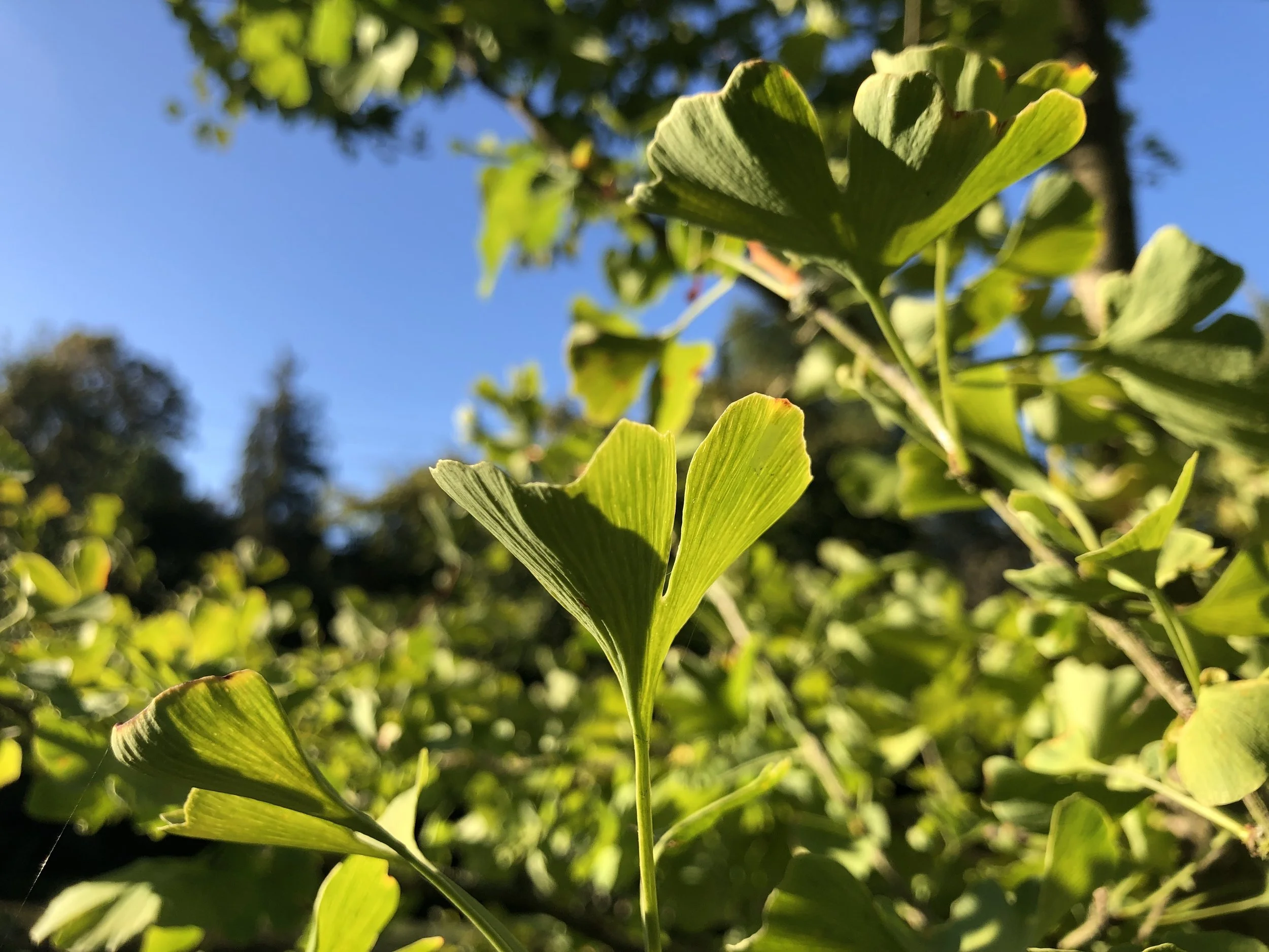 IMG_0180.jpeg