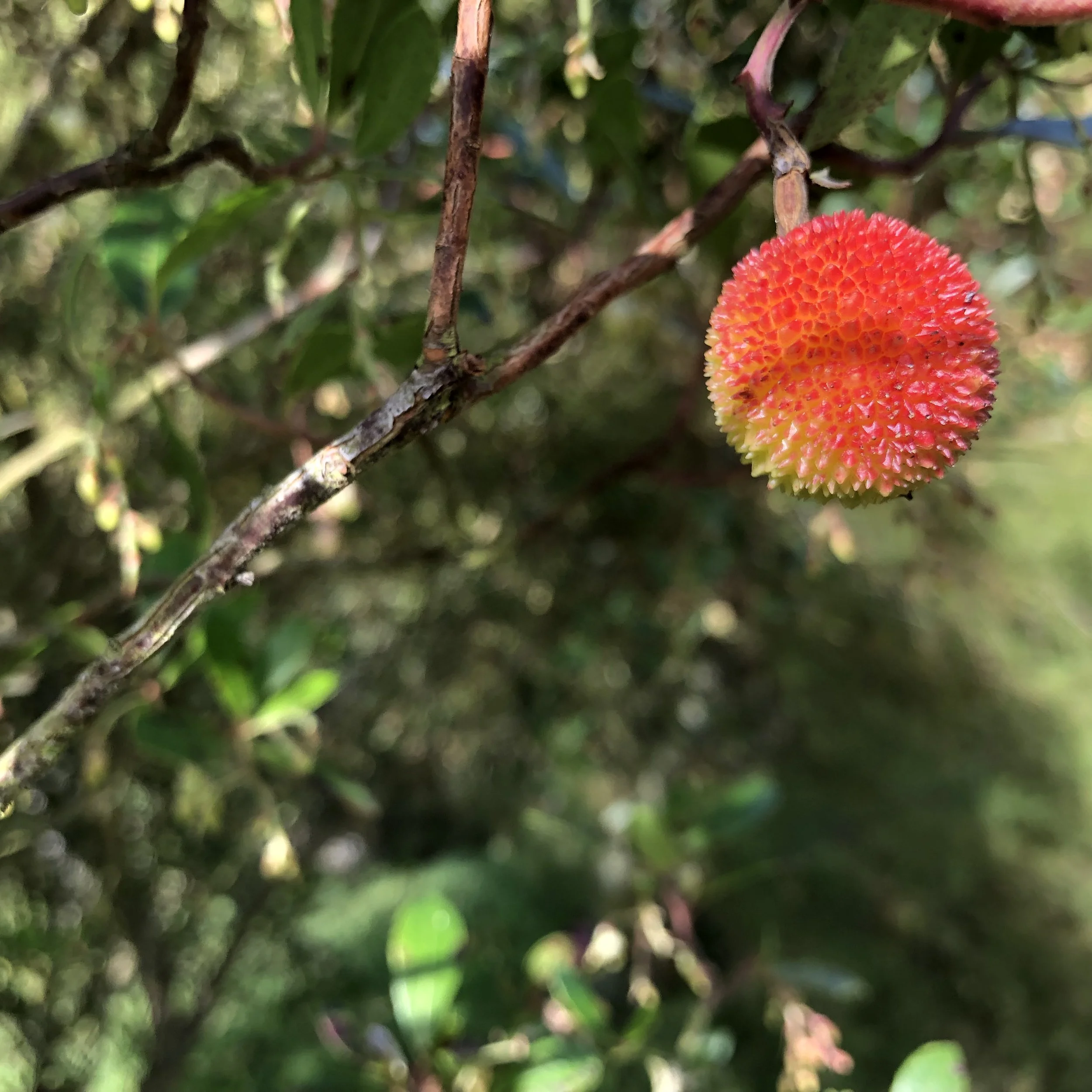 IMG_9648.jpeg