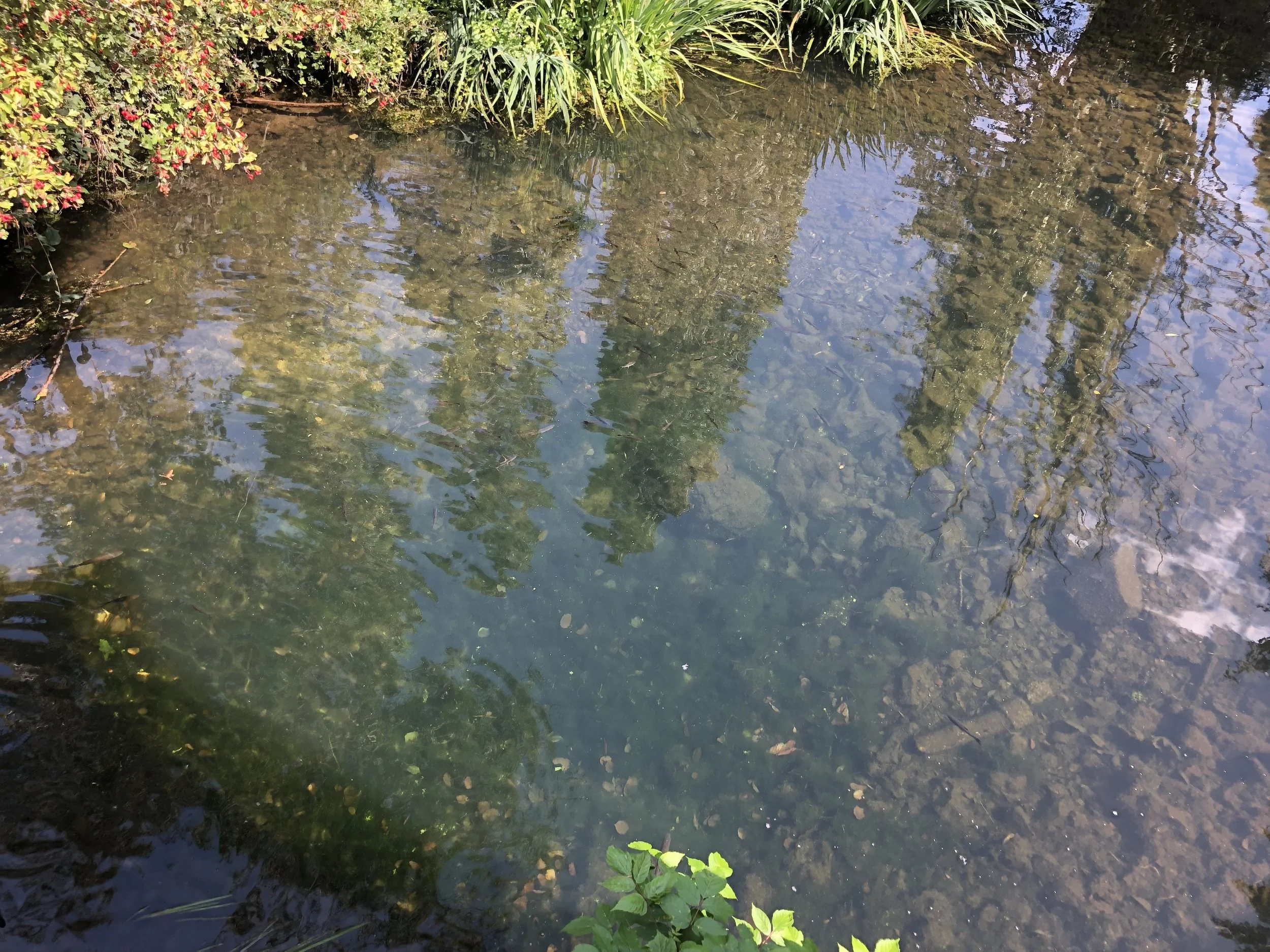 IMG_3793.jpeg