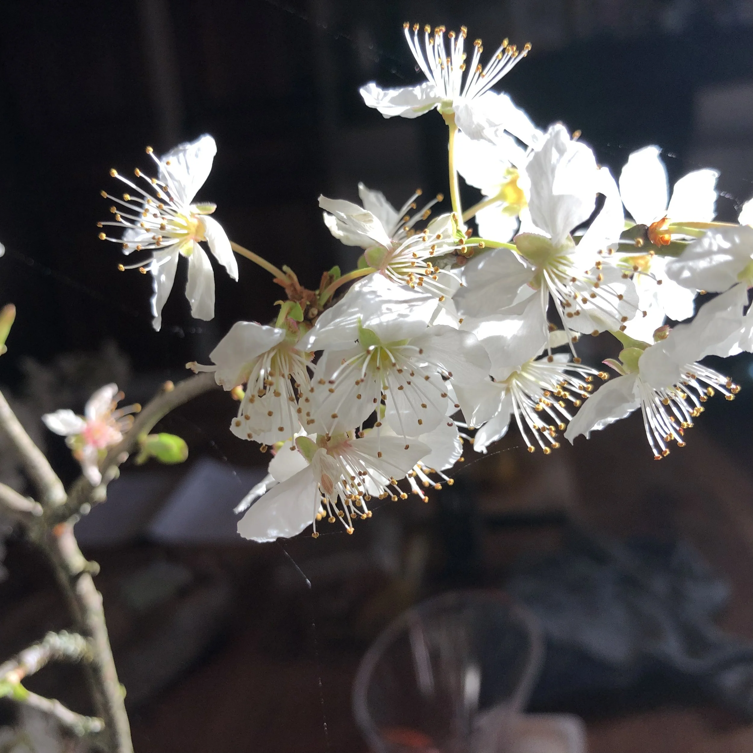 IMG_4515.jpeg