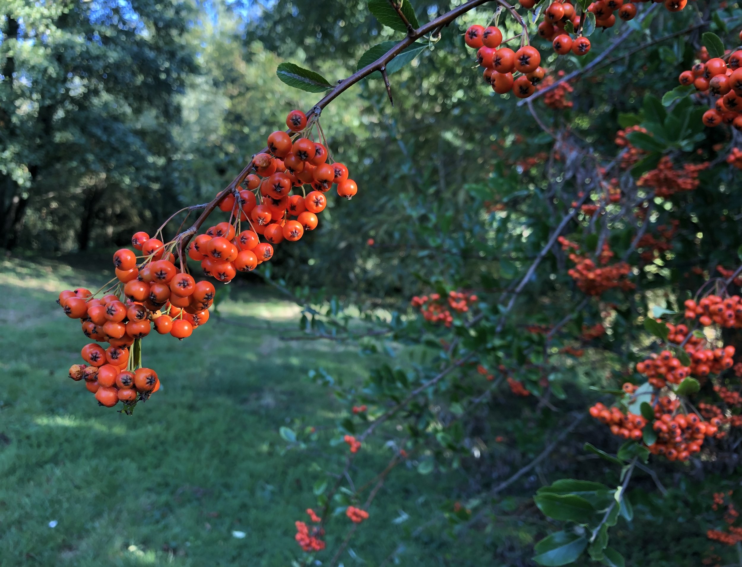 IMG_8765.jpeg