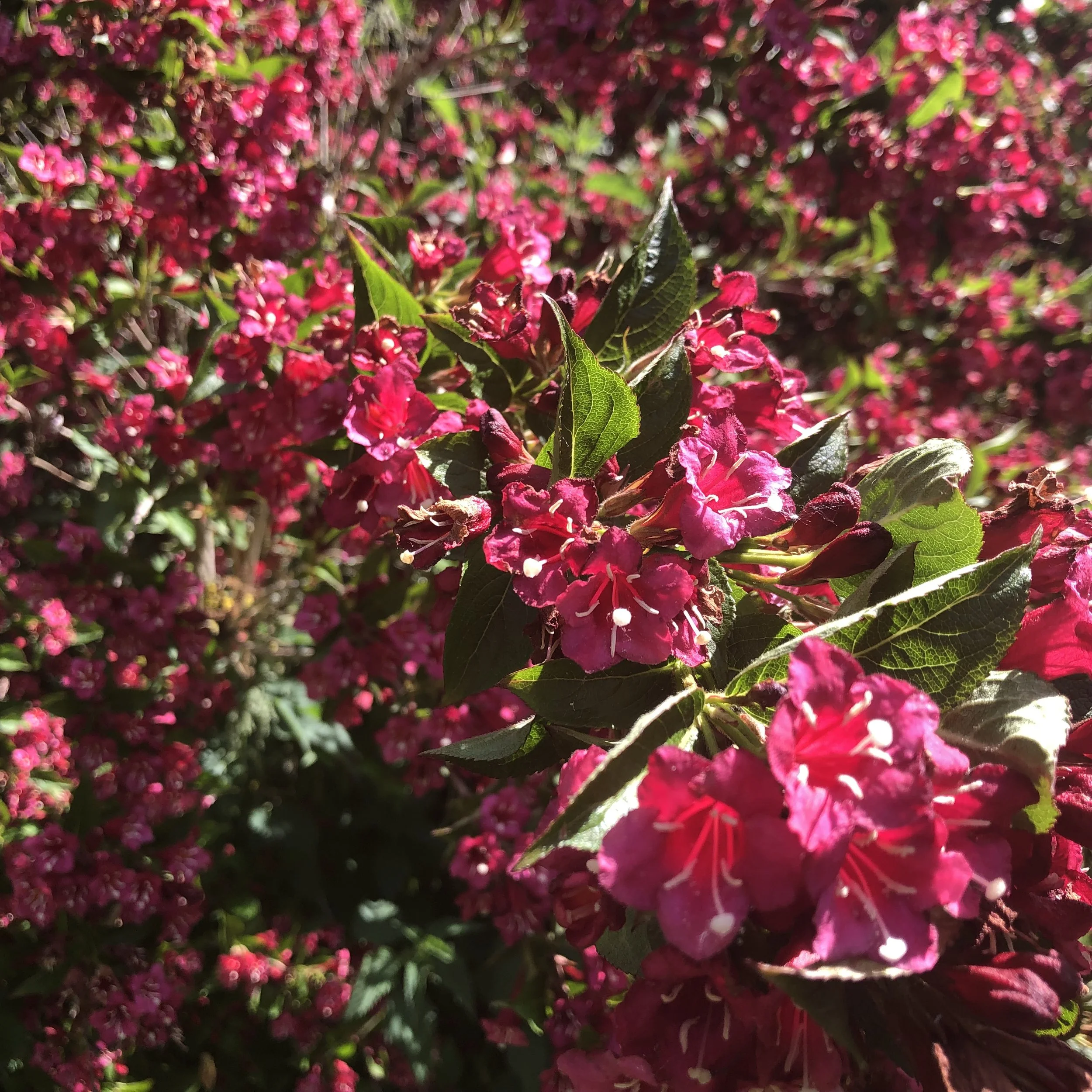 IMG_6485.jpeg