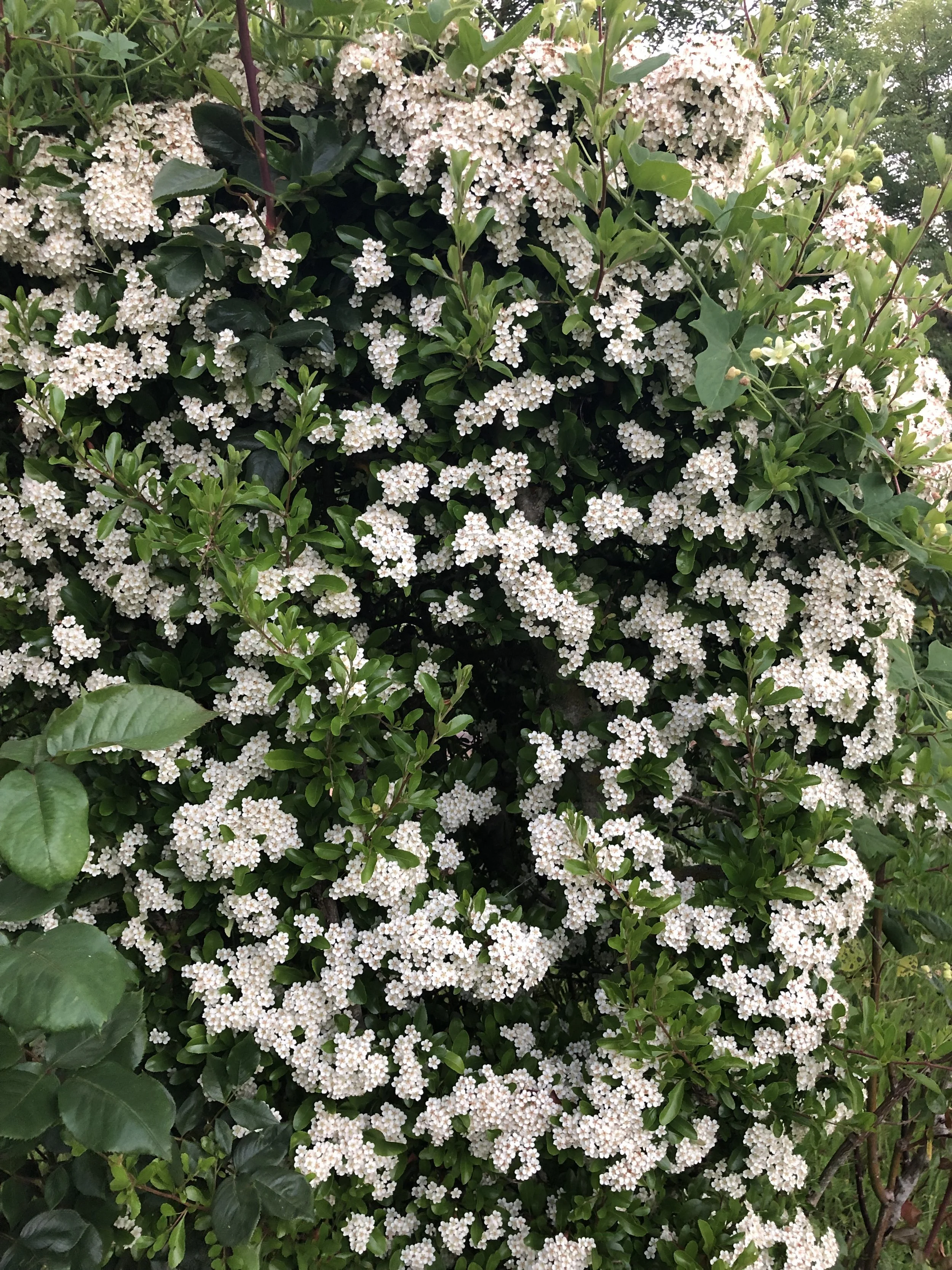 IMG_5277.jpeg