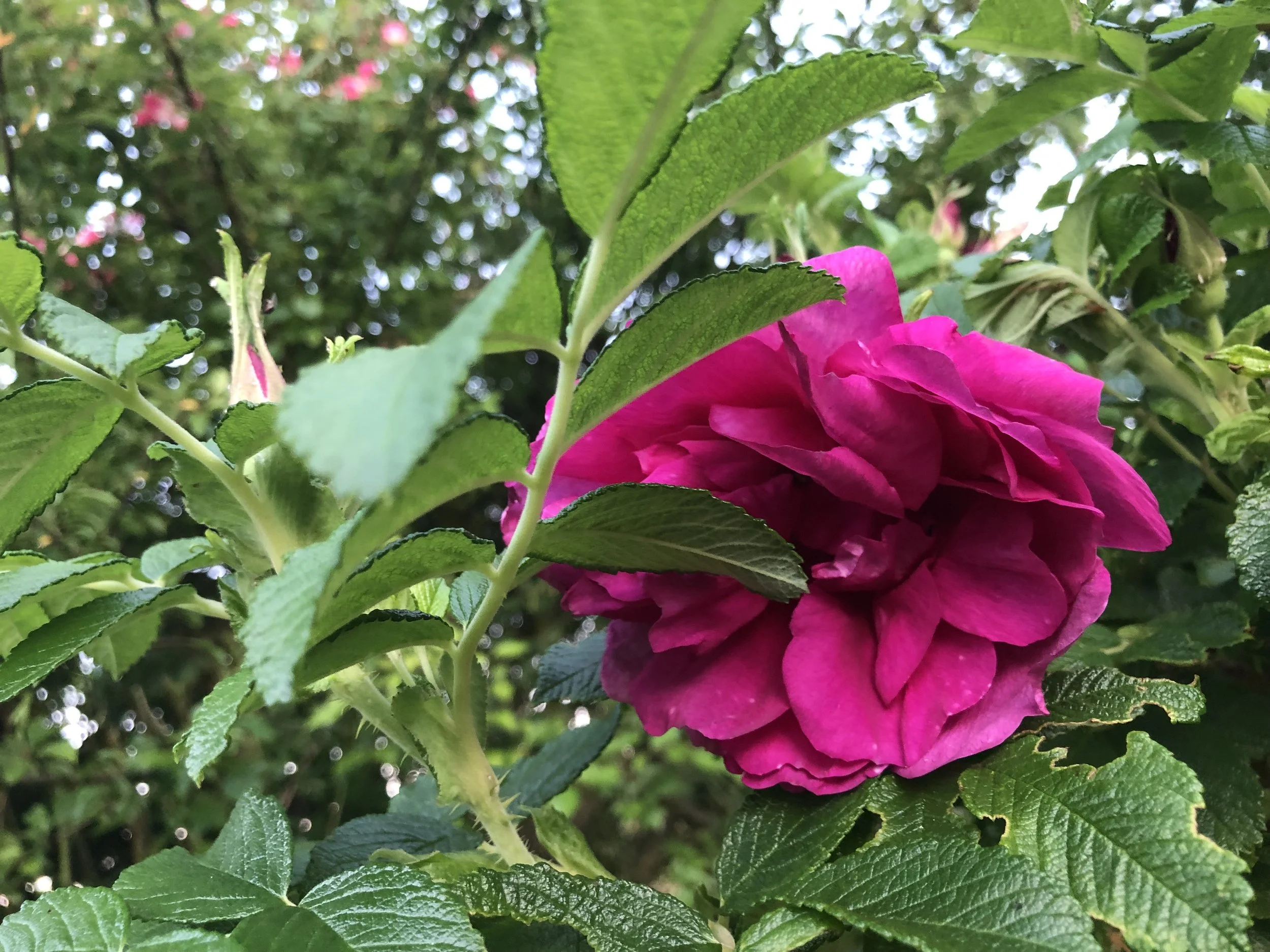 IMG_5268.jpeg