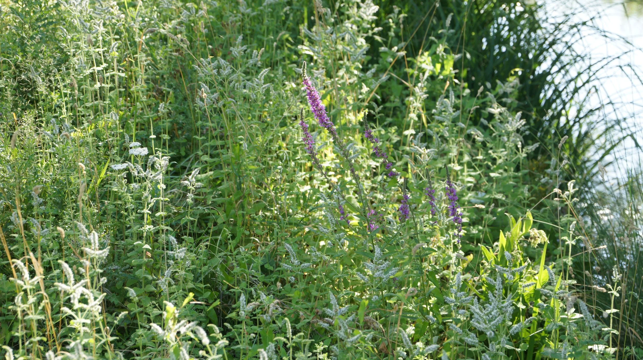 DSC00010.JPG