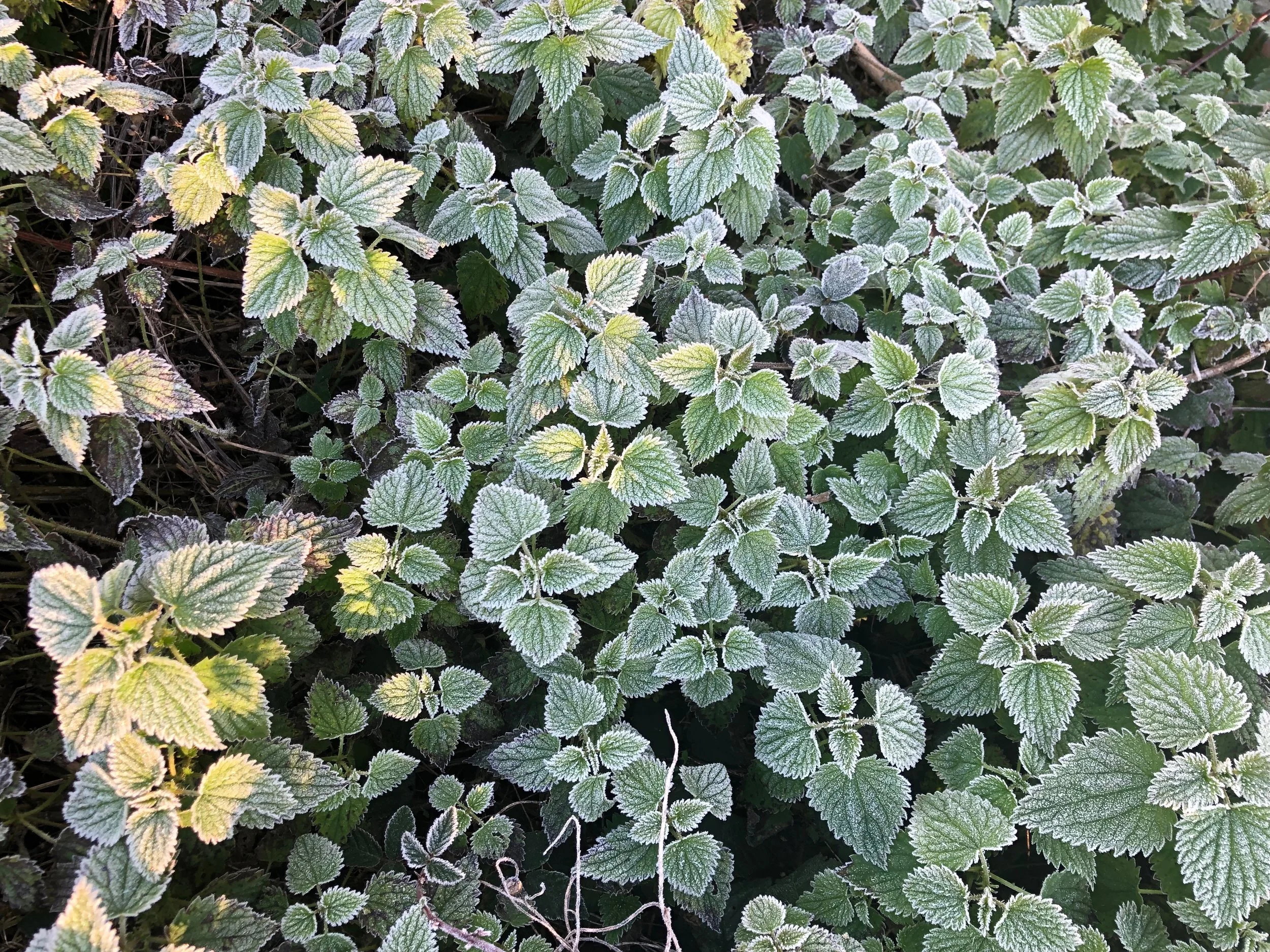IMG_0633.jpeg