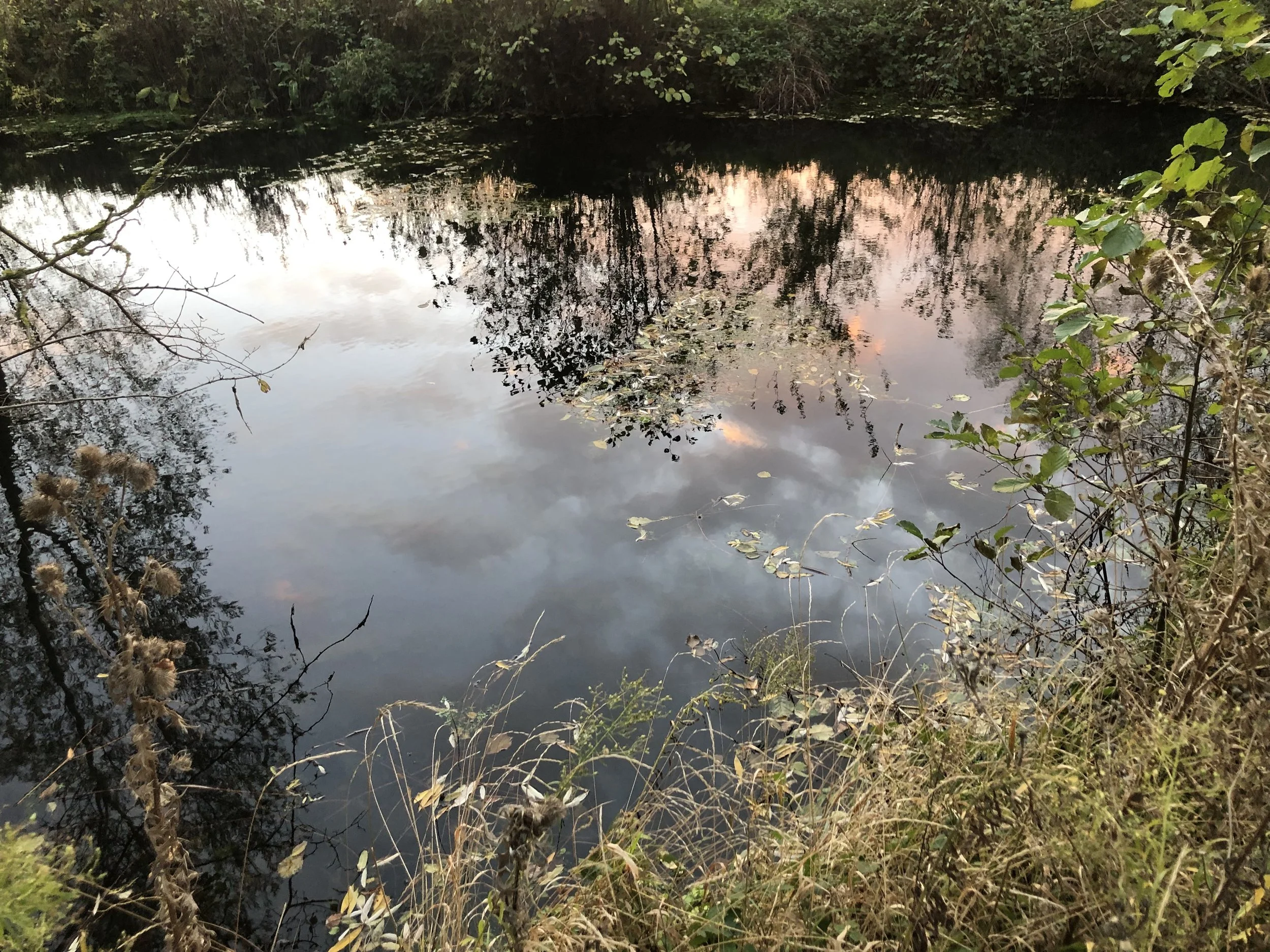 IMG_5366.jpeg