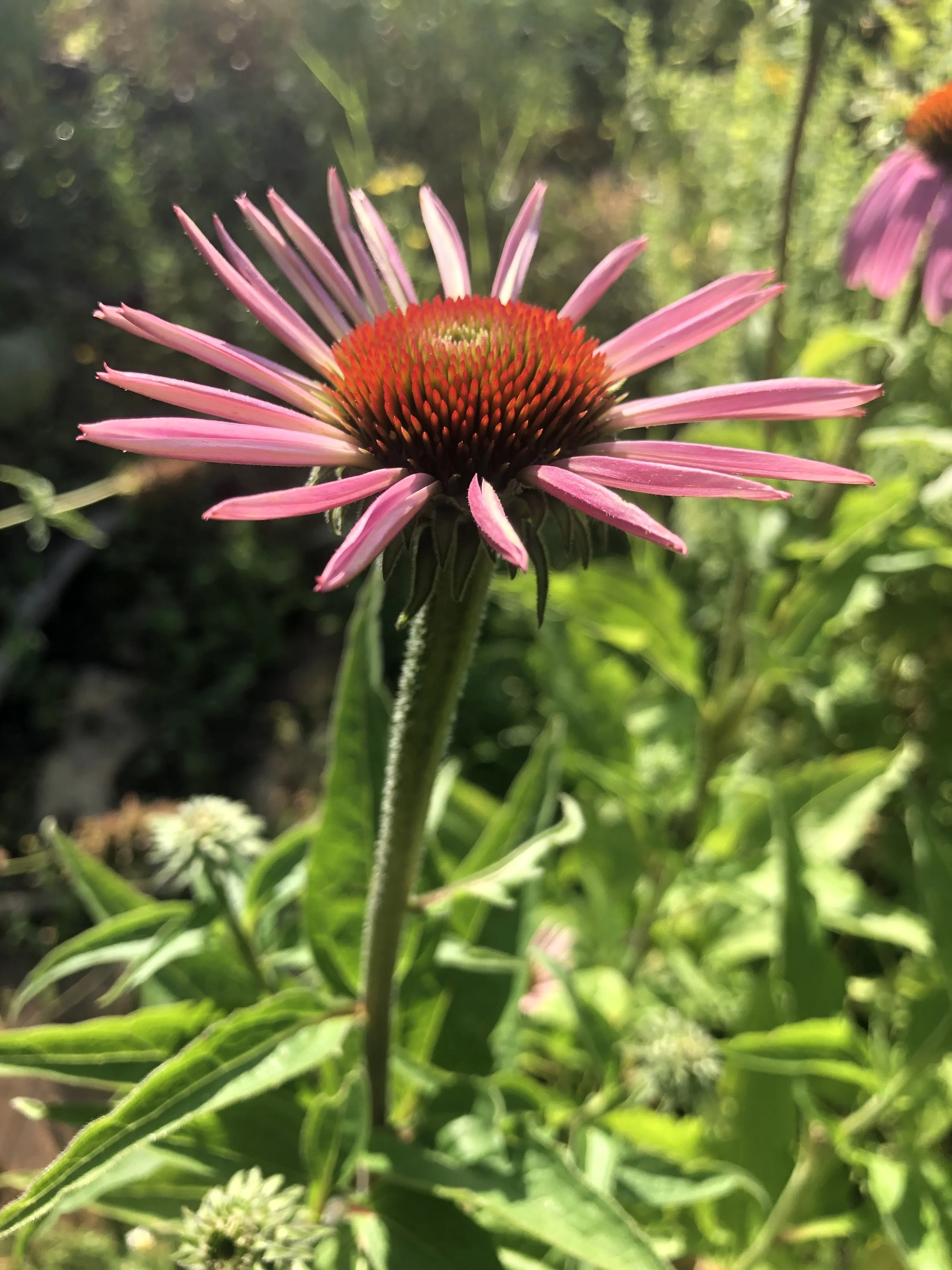 IMG_1198.jpeg
