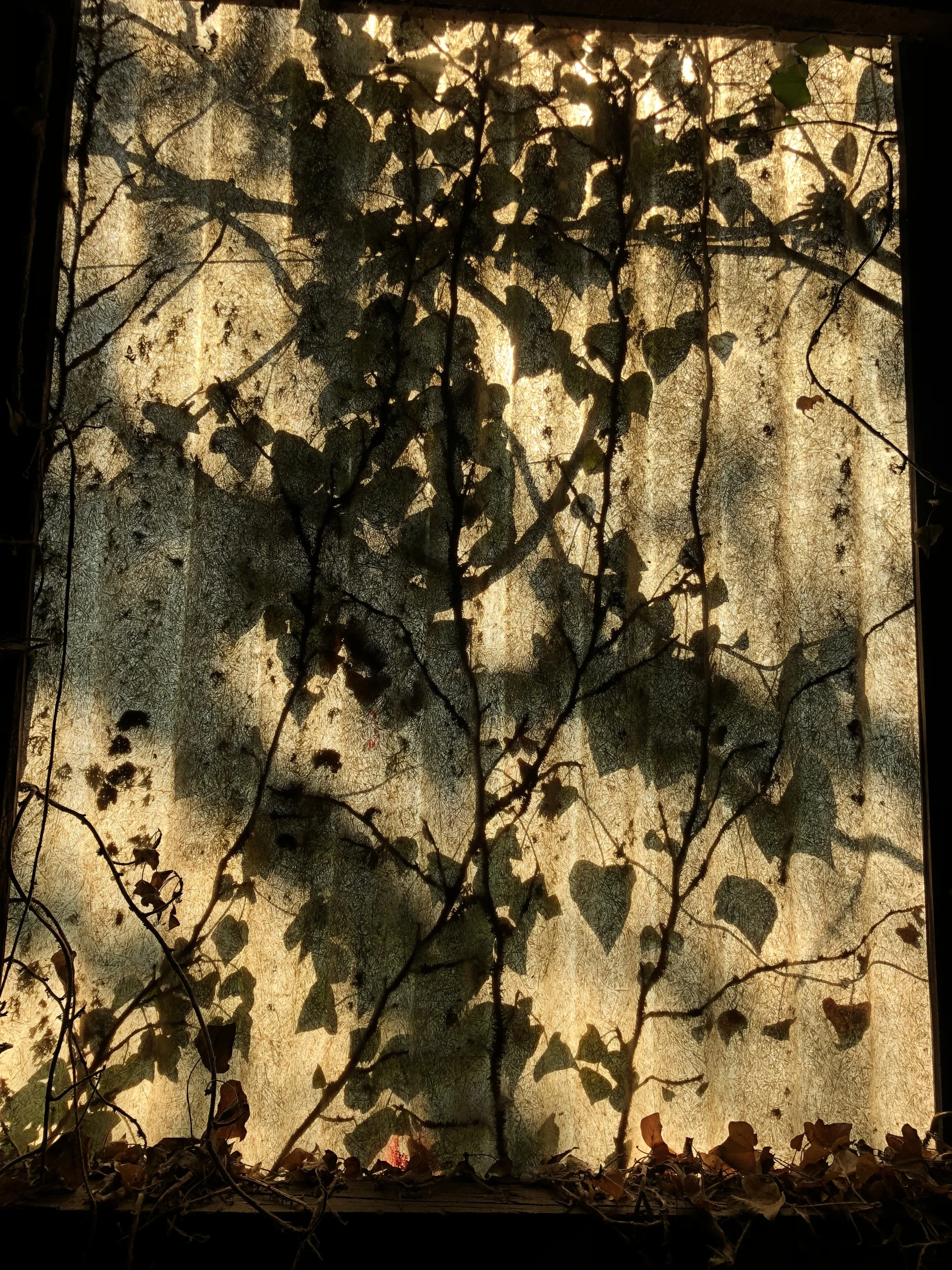IMG_4237.jpeg