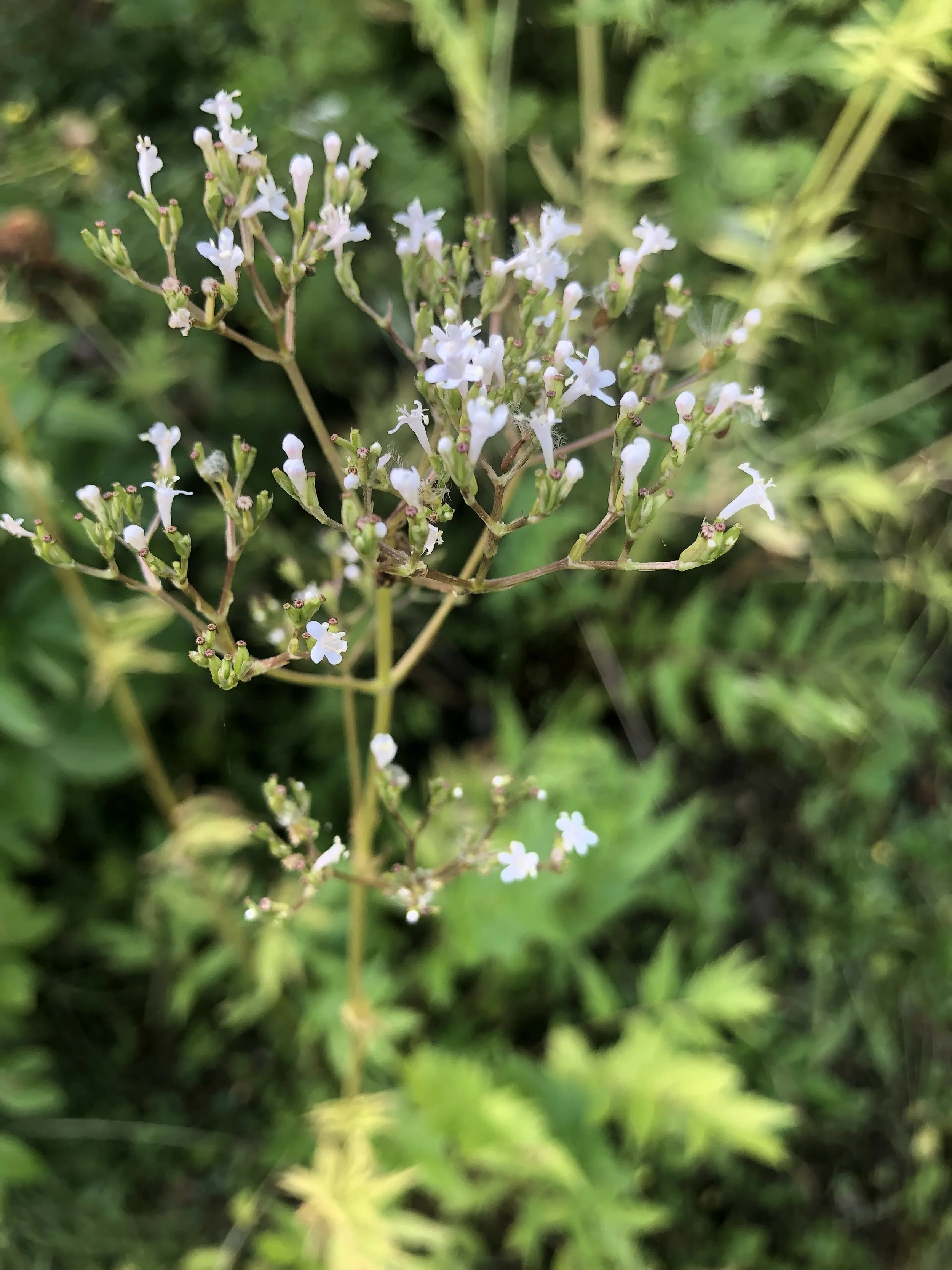 IMG_1212.jpeg
