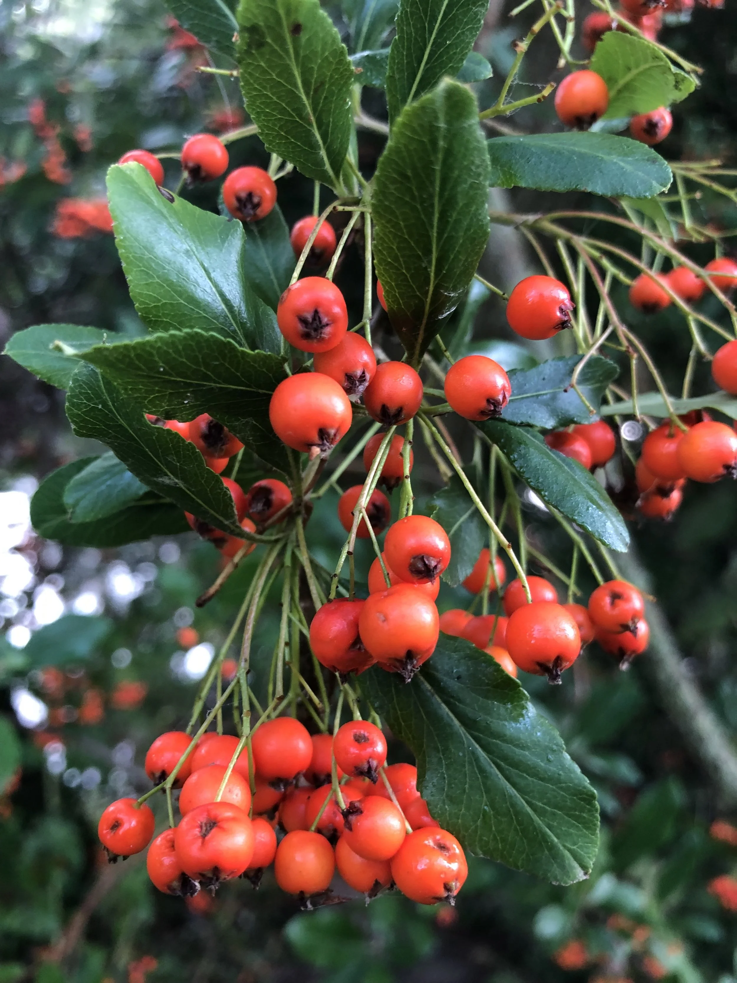 IMG_4146.jpeg