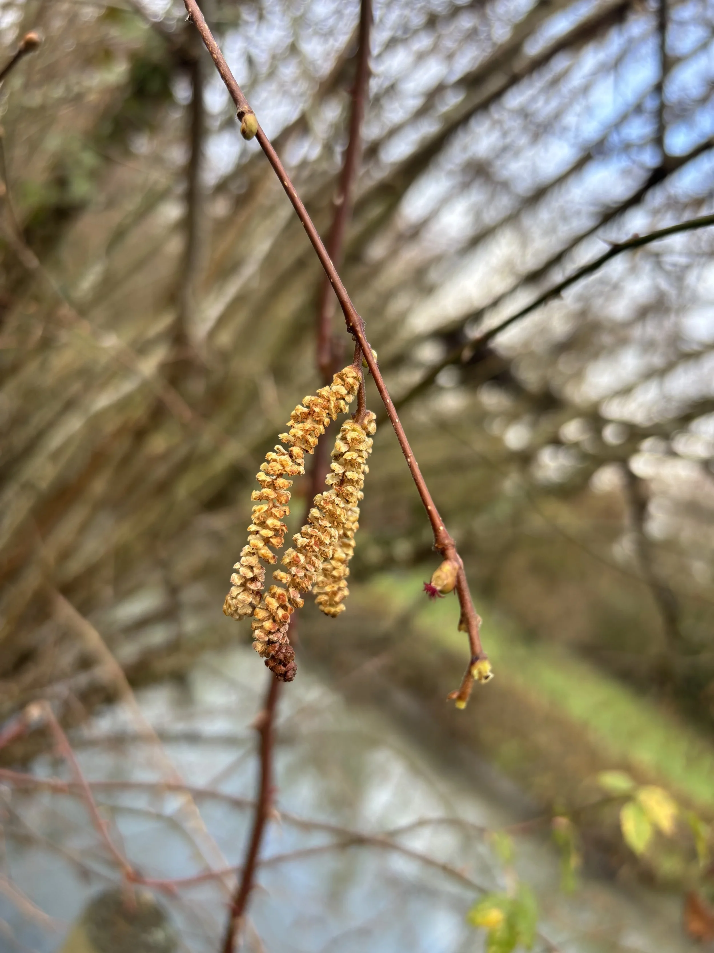 IMG_7032.jpeg