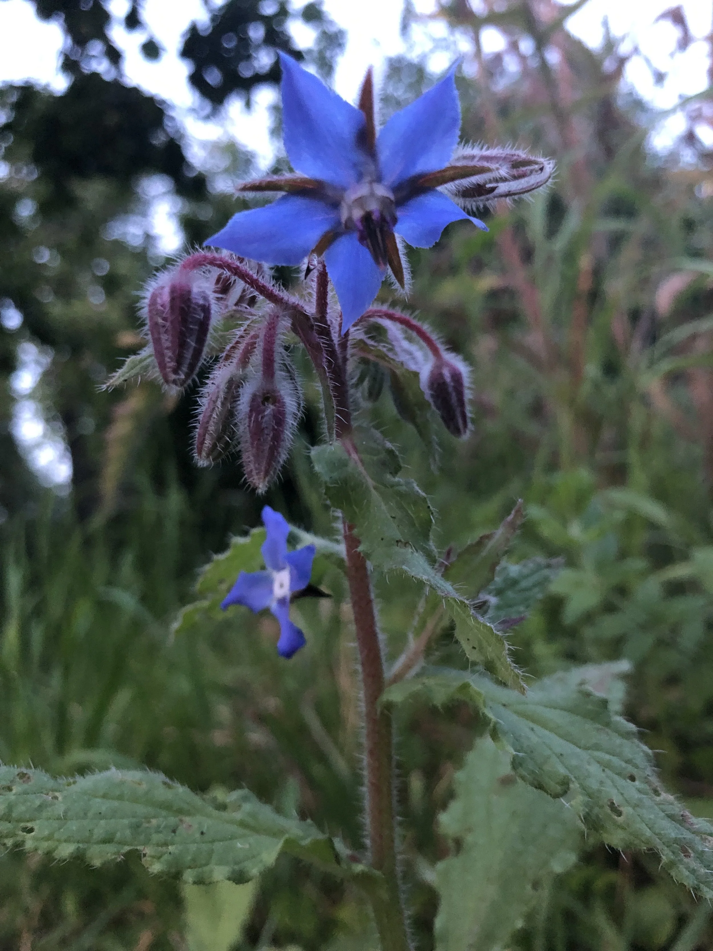 IMG_6013.jpeg