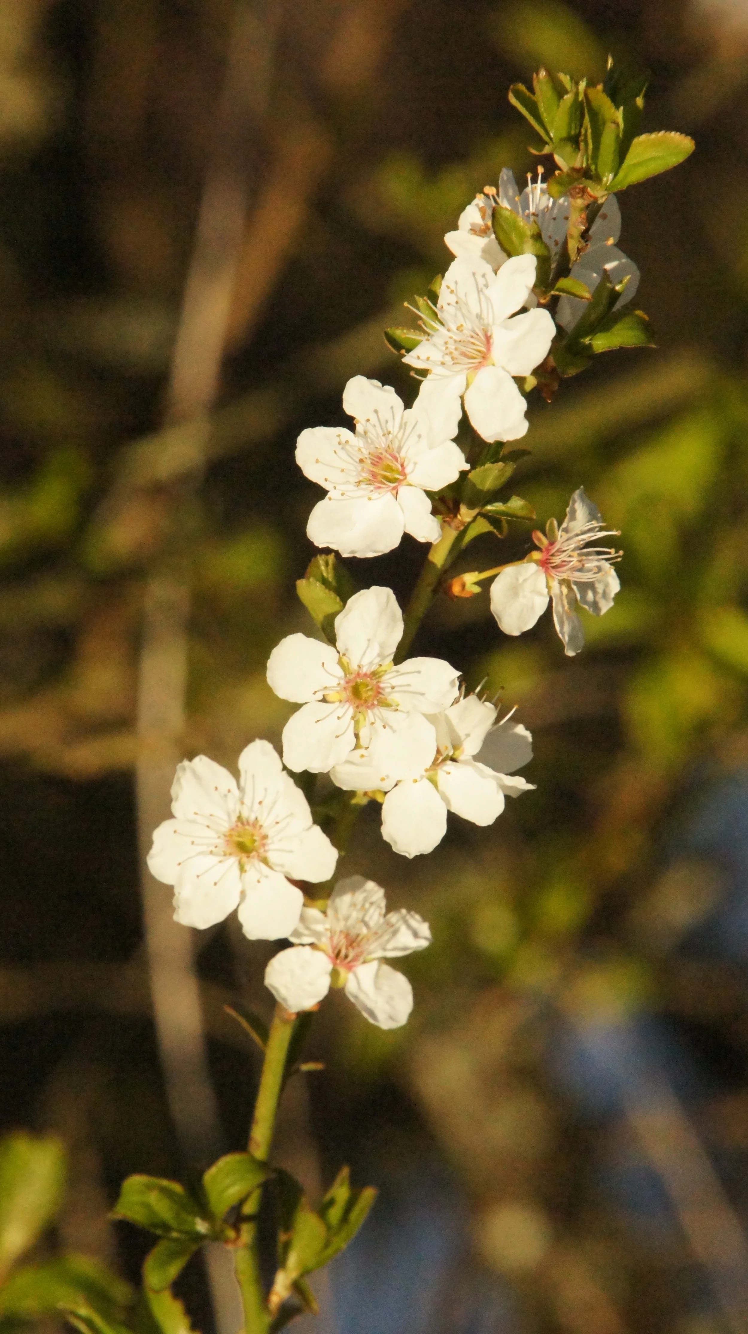 DSC09570.JPG