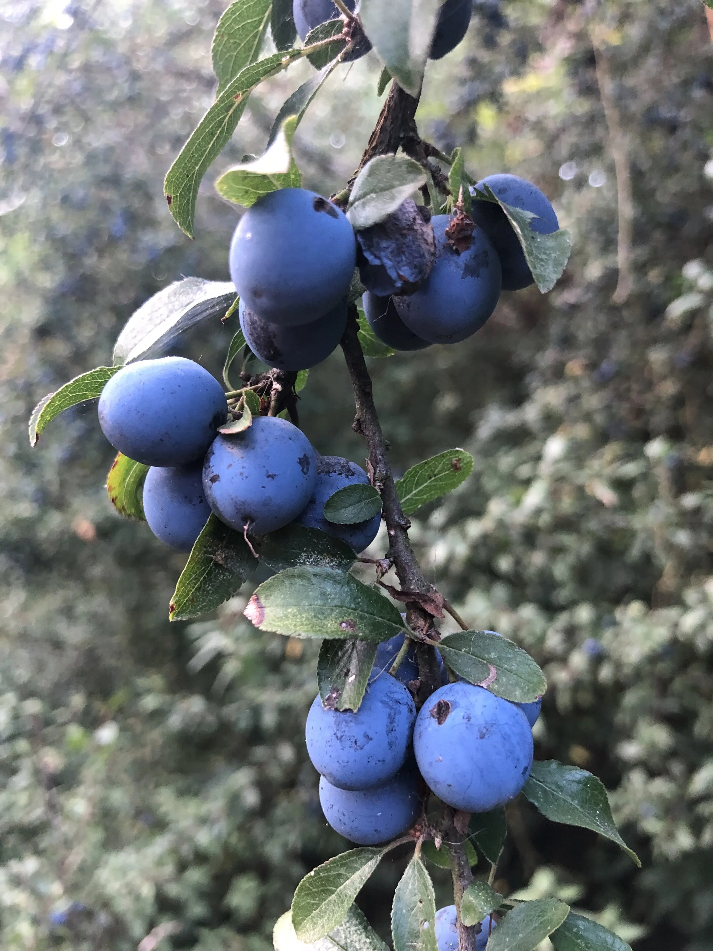 IMG_3576.jpeg