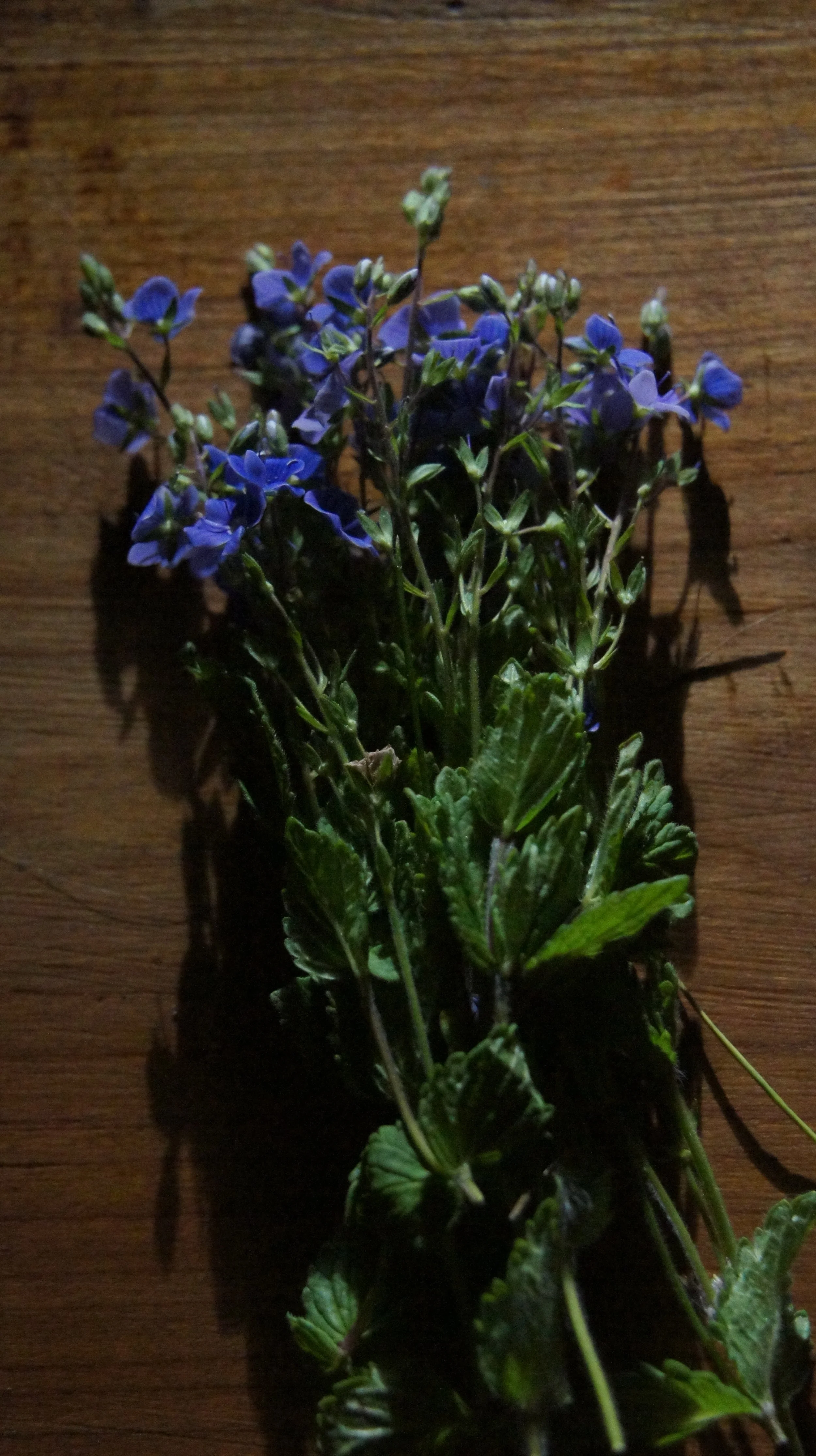 DSC06478.JPG